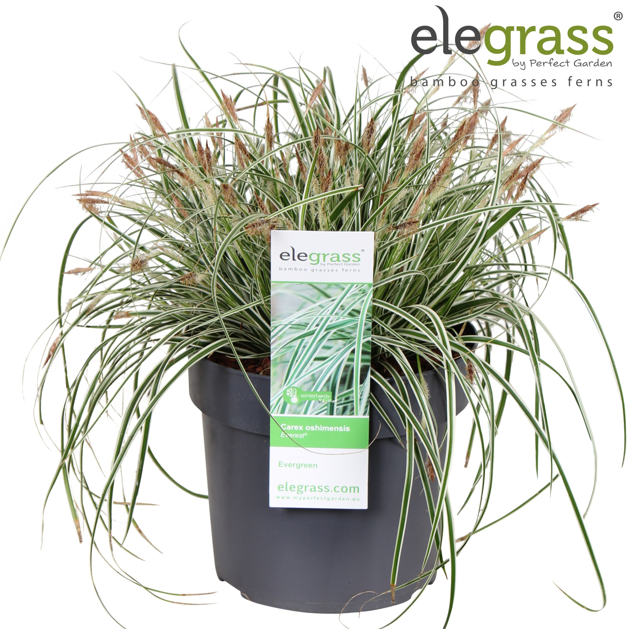 Carex oshimensis 'Everest' P19, D 19