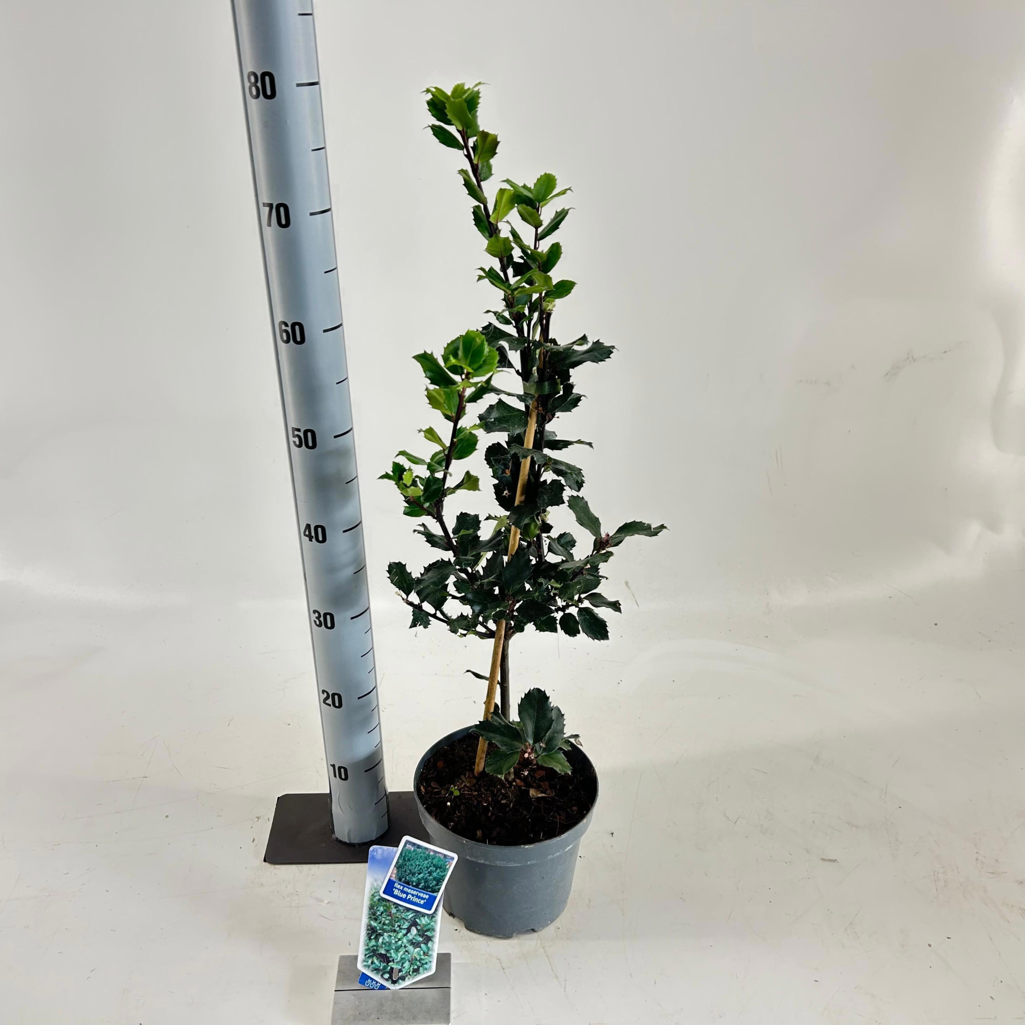 Ilex meserveae 'Blue Prince', D 19