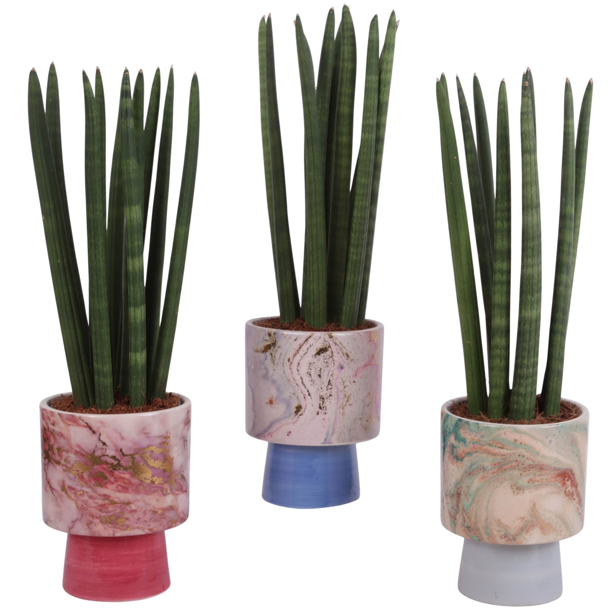 Sansevieria Cylindrica Straight 10 Leaf in Ø14cm Ceramic FB676, D 14 cm