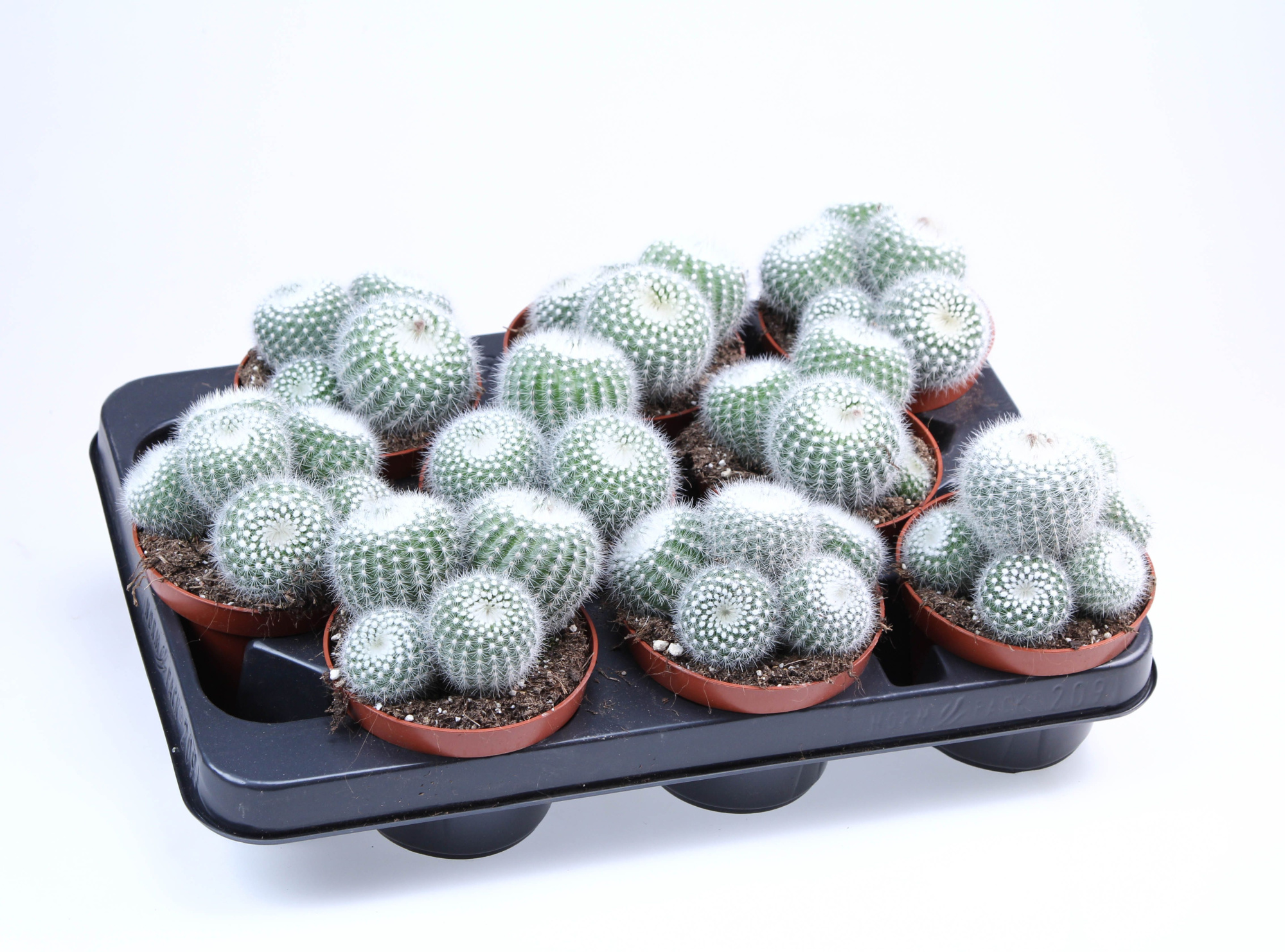 Notocactus parodia albata, D 10,5