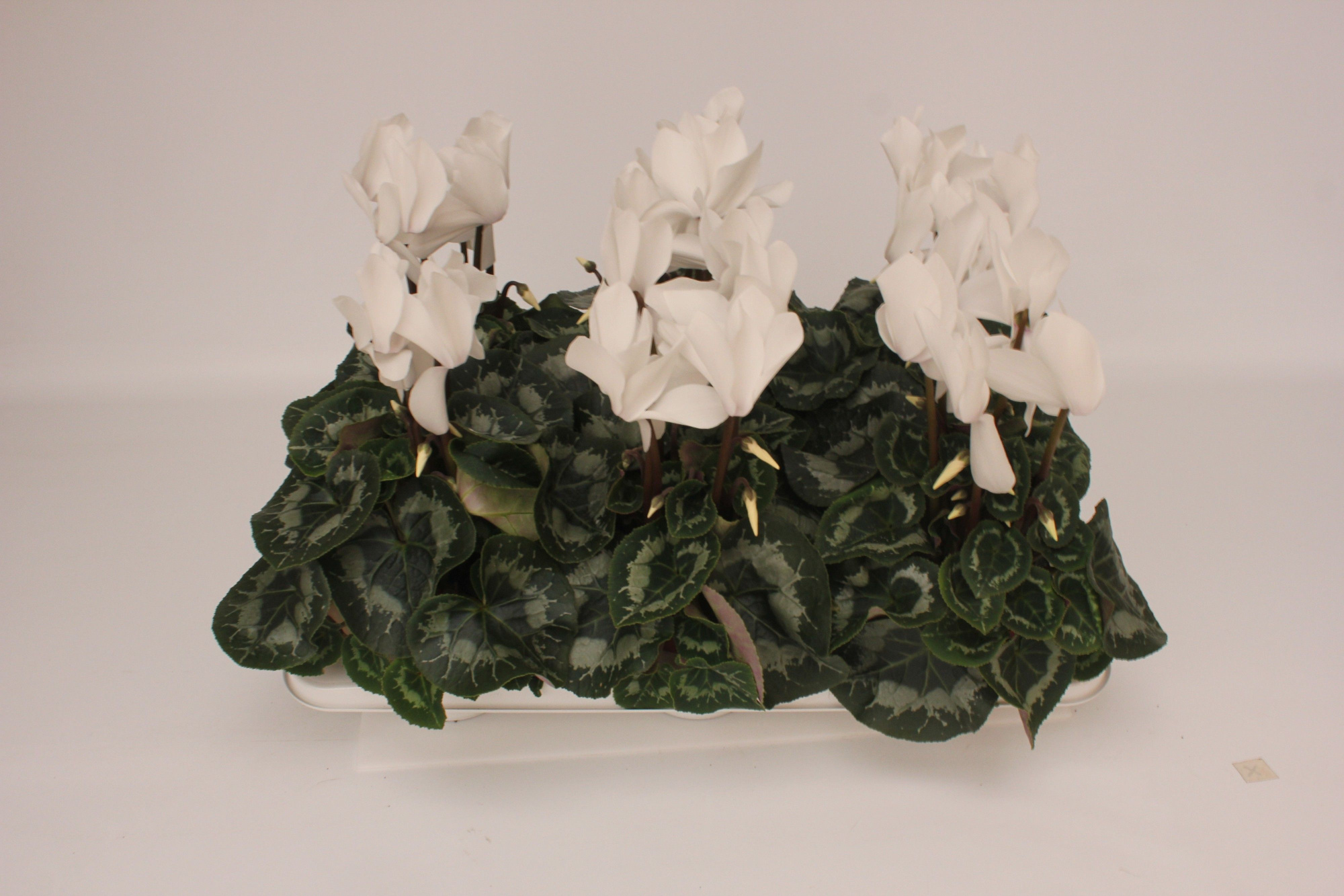 Cyclamen Super Serie Vintro White, D 13