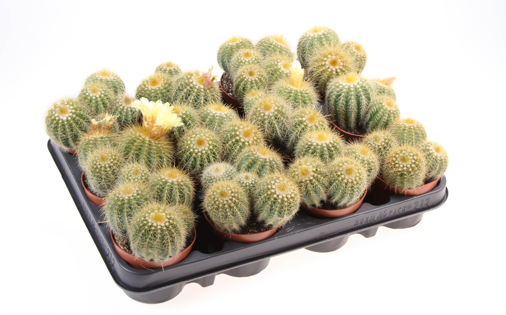 Notocactus magnificus, D 8,5