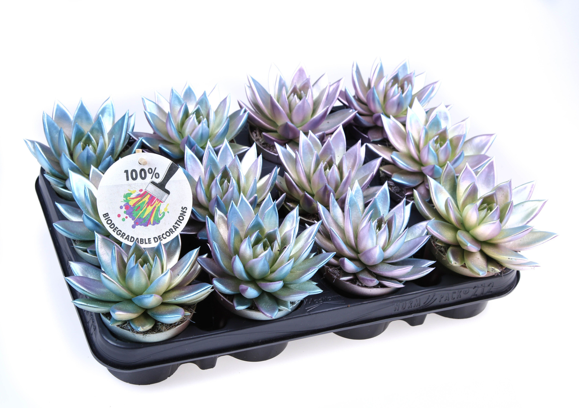 Bio miranda Metallic chameleon, D 8,5