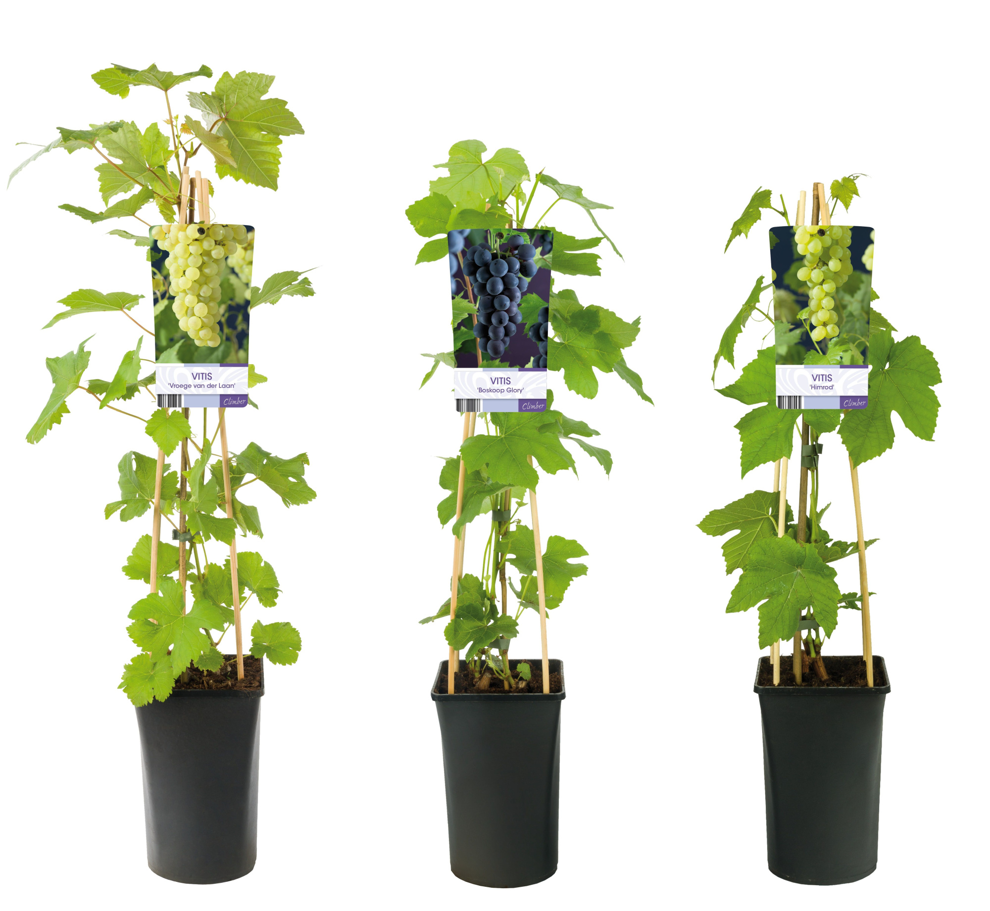 Mixtray Fruit, grapes +light label, D 17