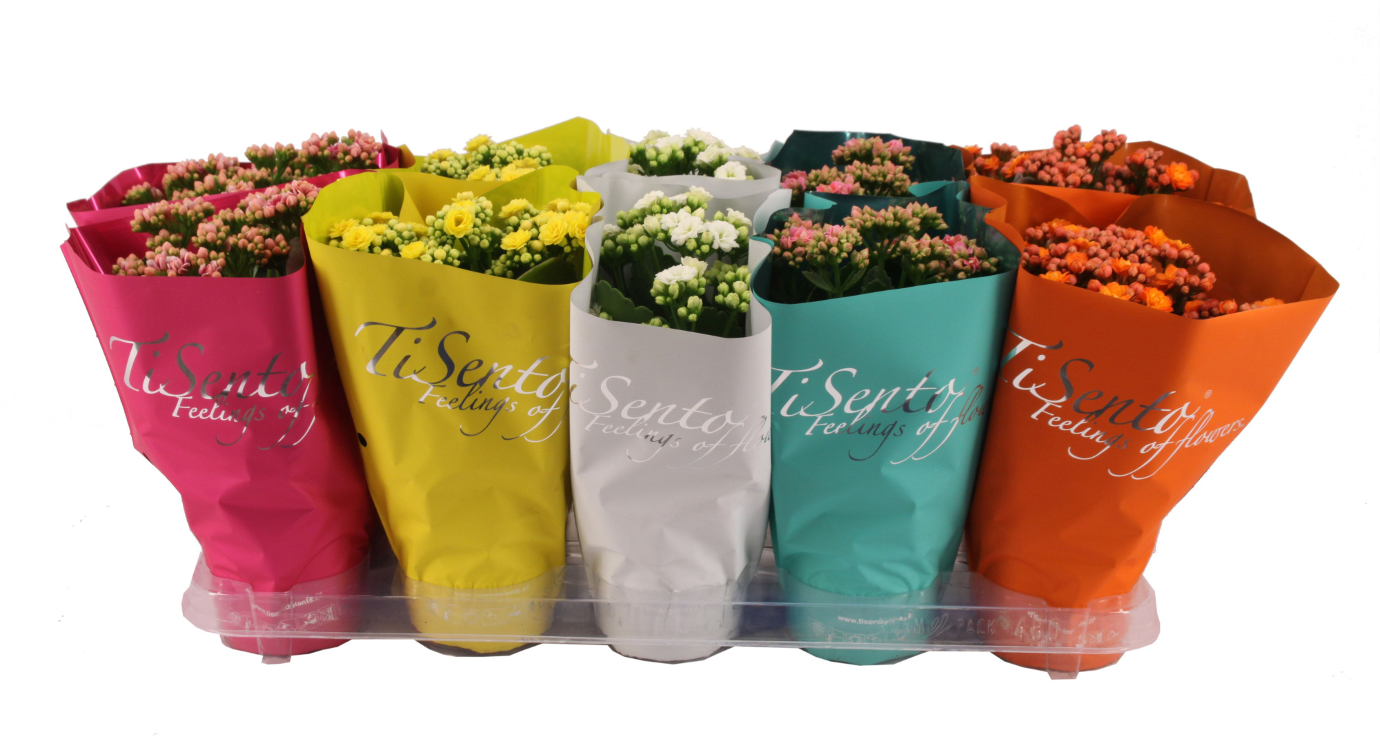 Calandiva 12 cm - Juli Mix, D 12