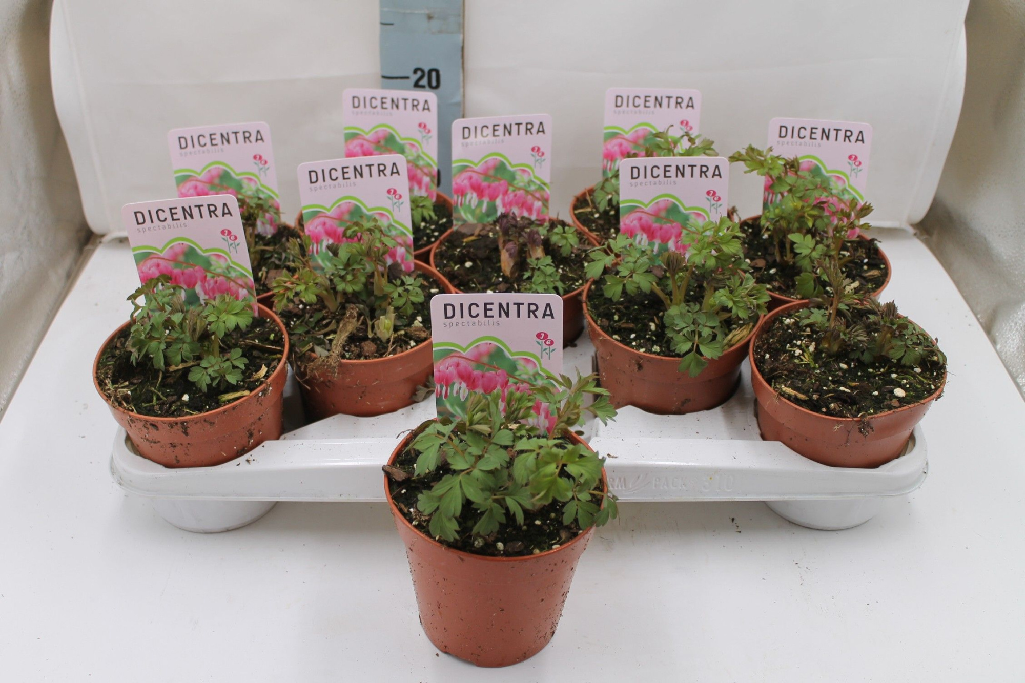 Dicentra spectabilis rose, D 13