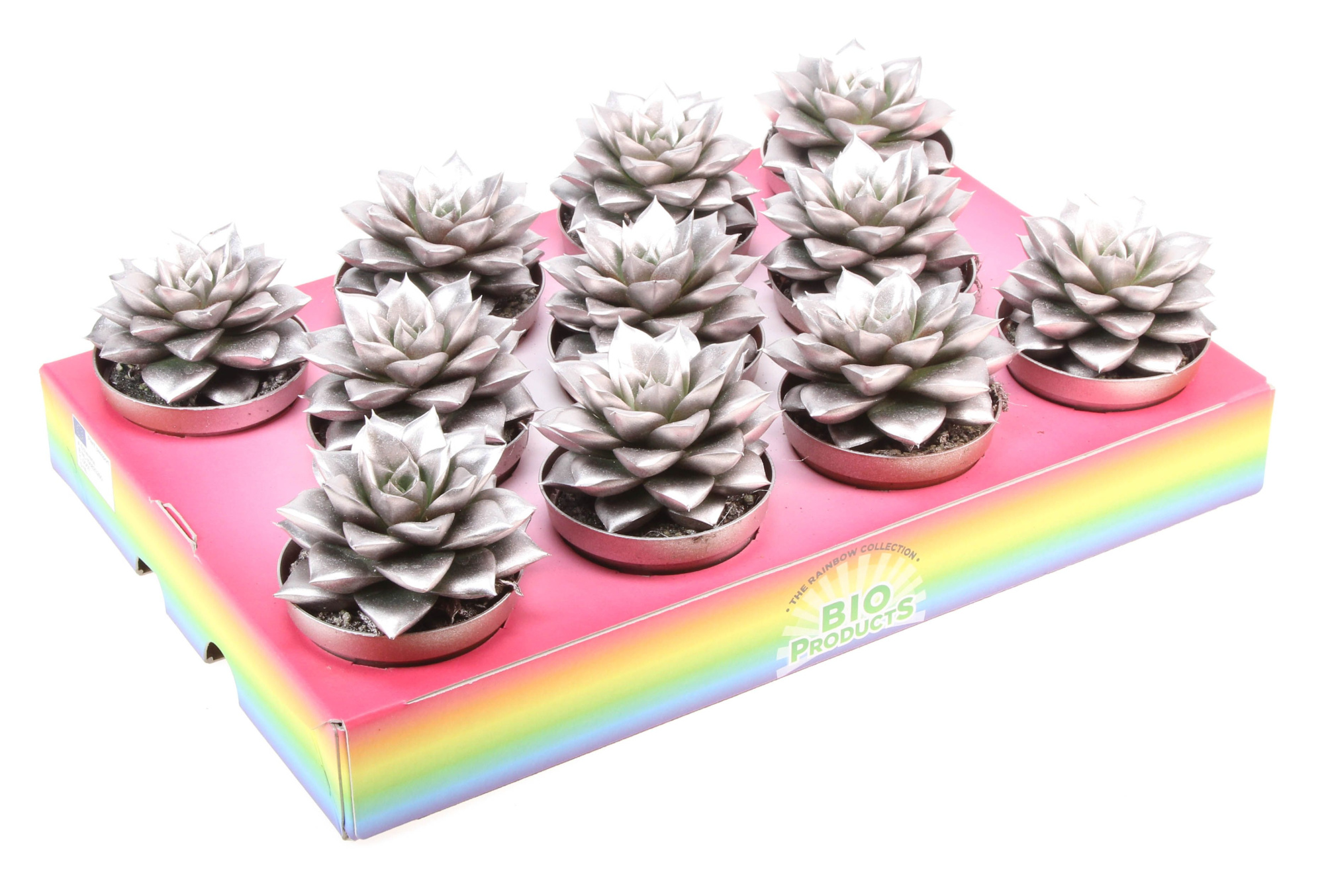 Bio purper rainbow champagne, D 8,5