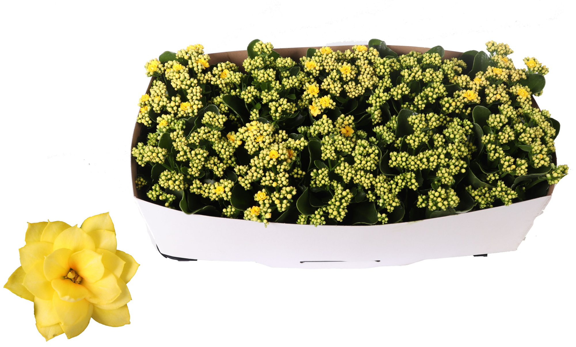 Kalanchoe Rosalina 12cm Don Amarillo geel, Traykraag, D 12