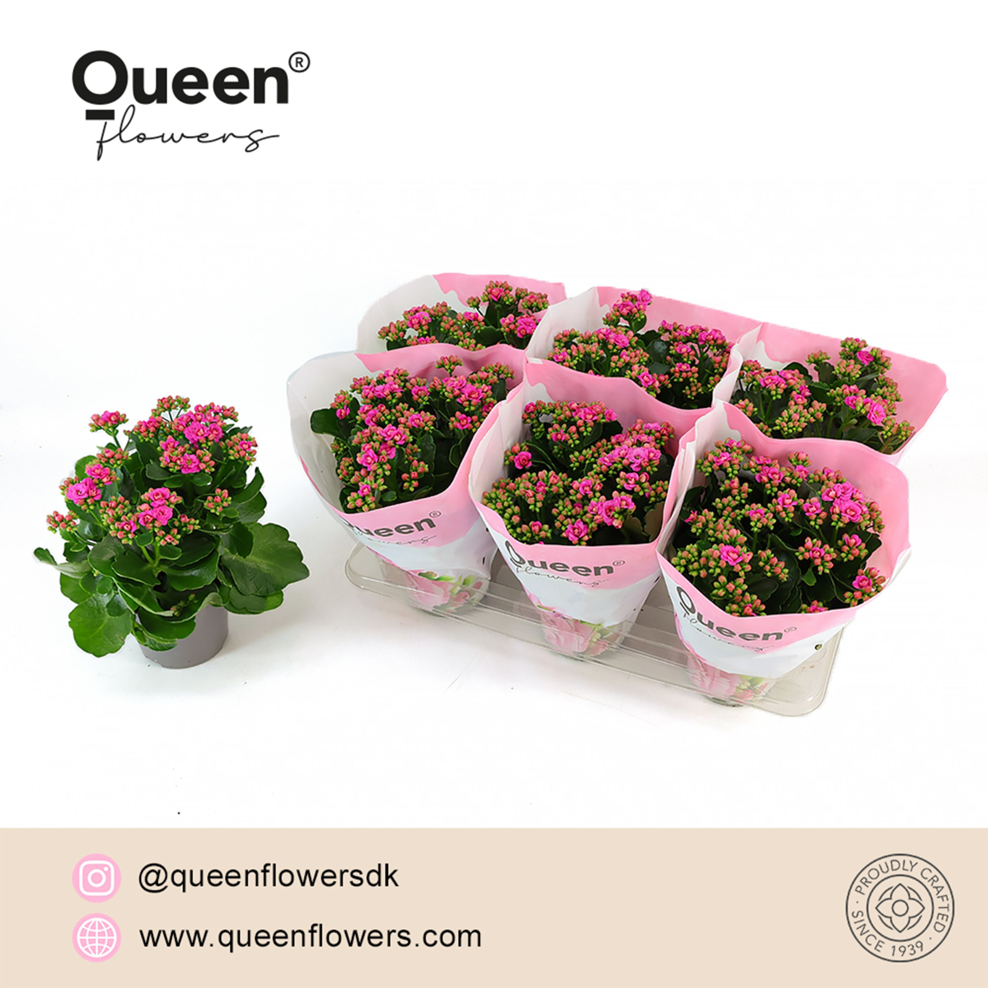 Kalanchoe Augusta Paars P14 Queen, D 14