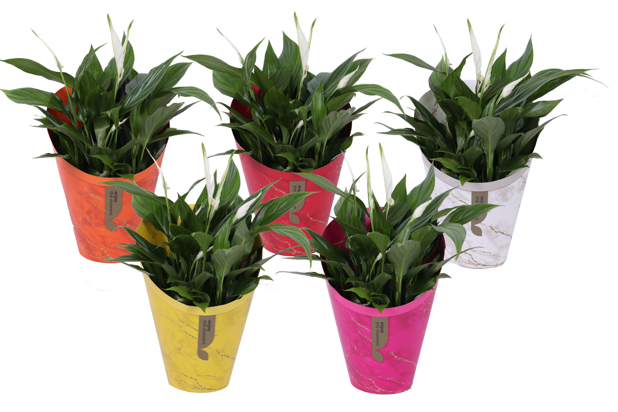 KP-894.14 - Spathiphyllum 15cm in Gifts mix, D 15