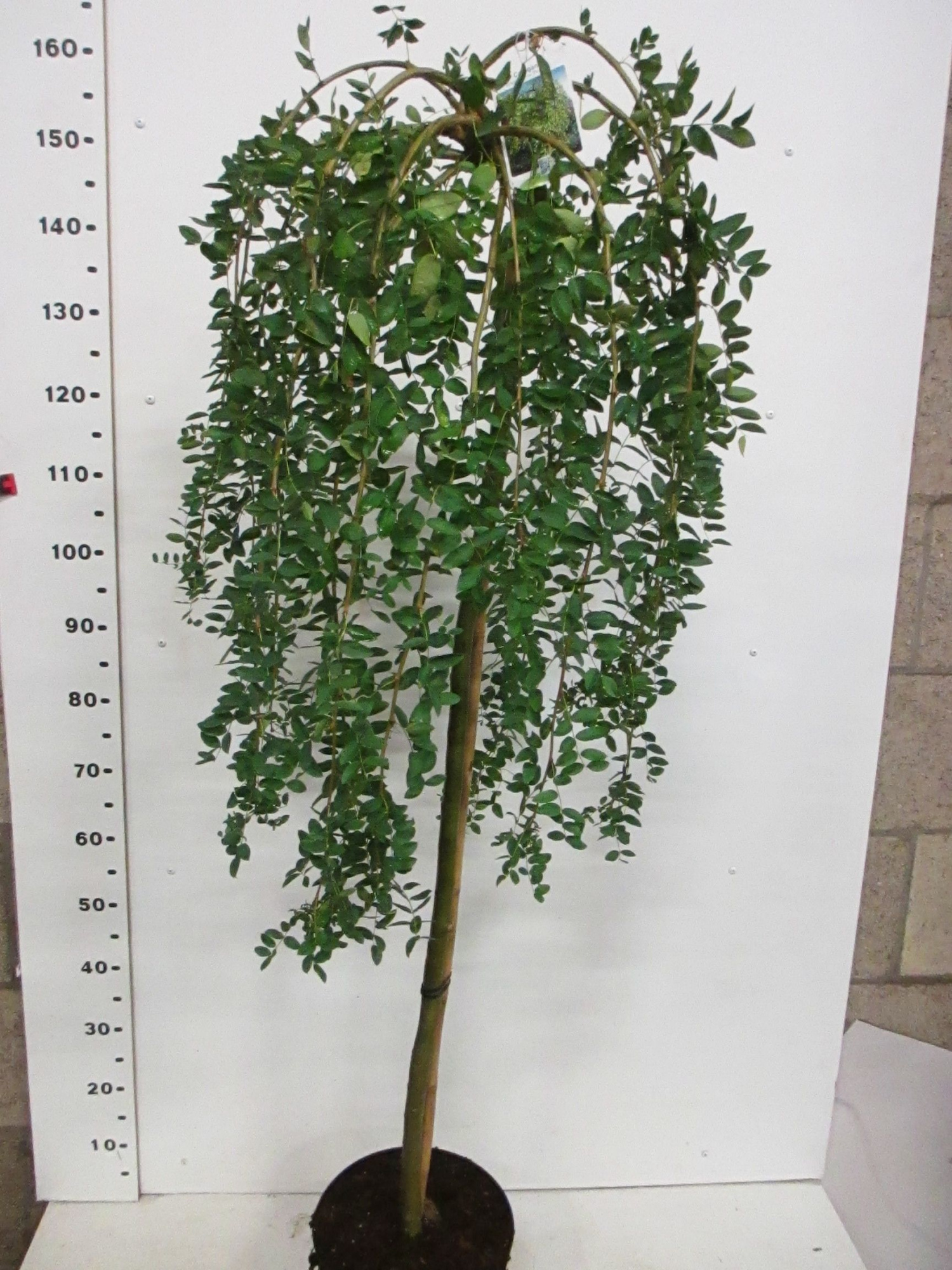 Caragana a. Pendula 120 stam 40-50 kroon P28 2 jr.kr., D 28