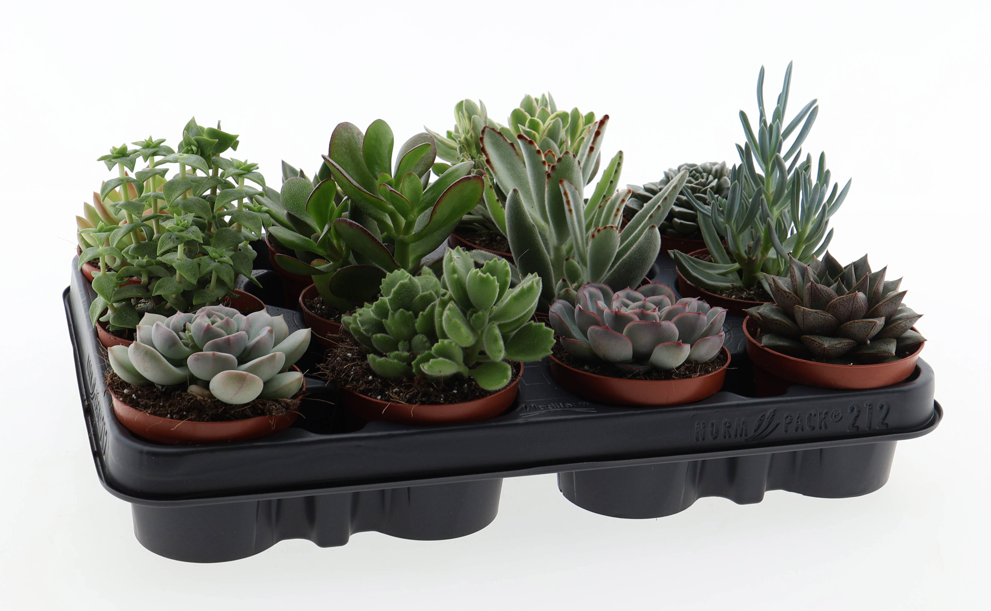 Succulenten mix, D 8,5