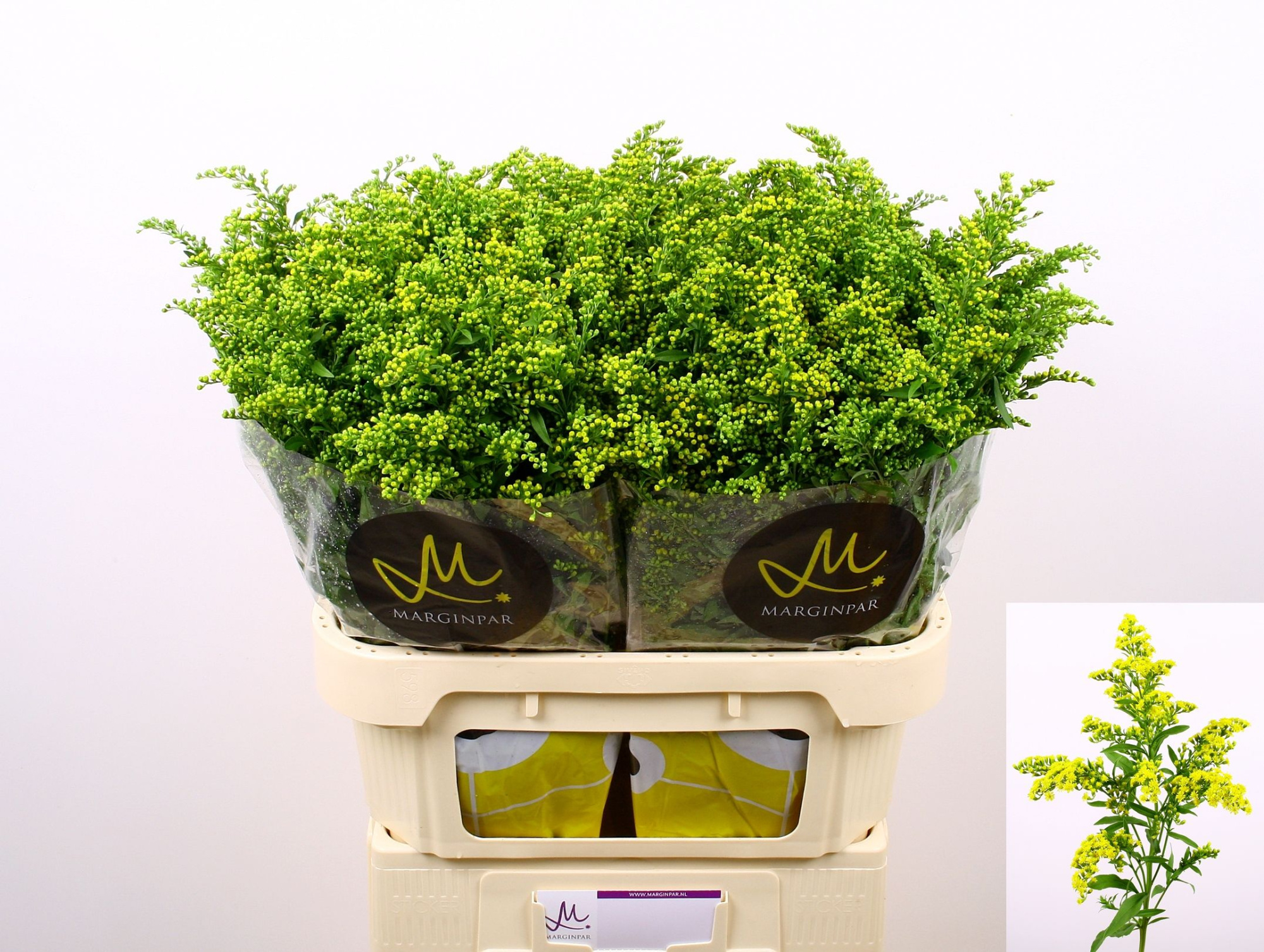 Солидаго Карзан Глори 80 (желт.), шт.