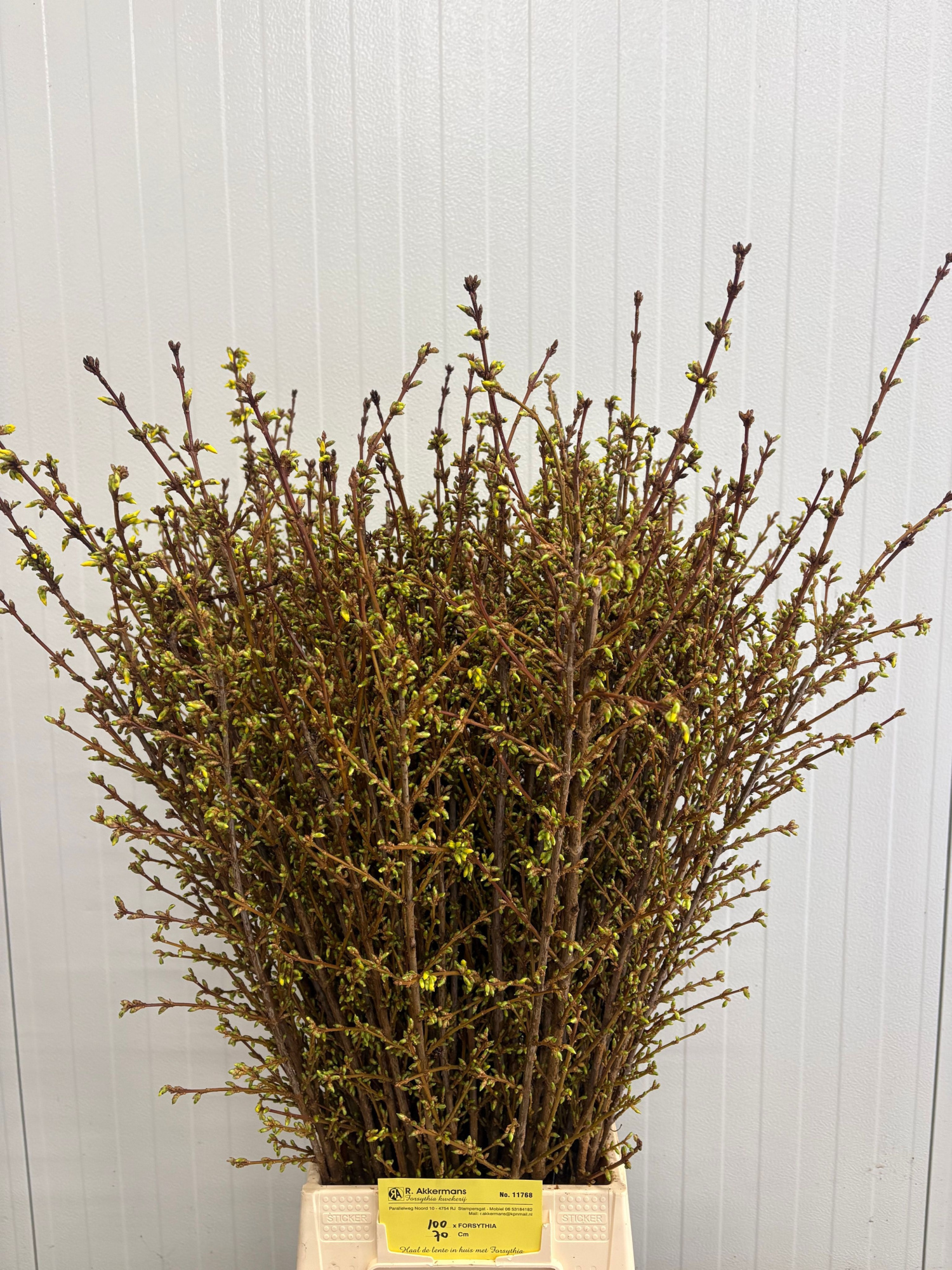 Форзиция Спектабилис 70 (желт.), шт.