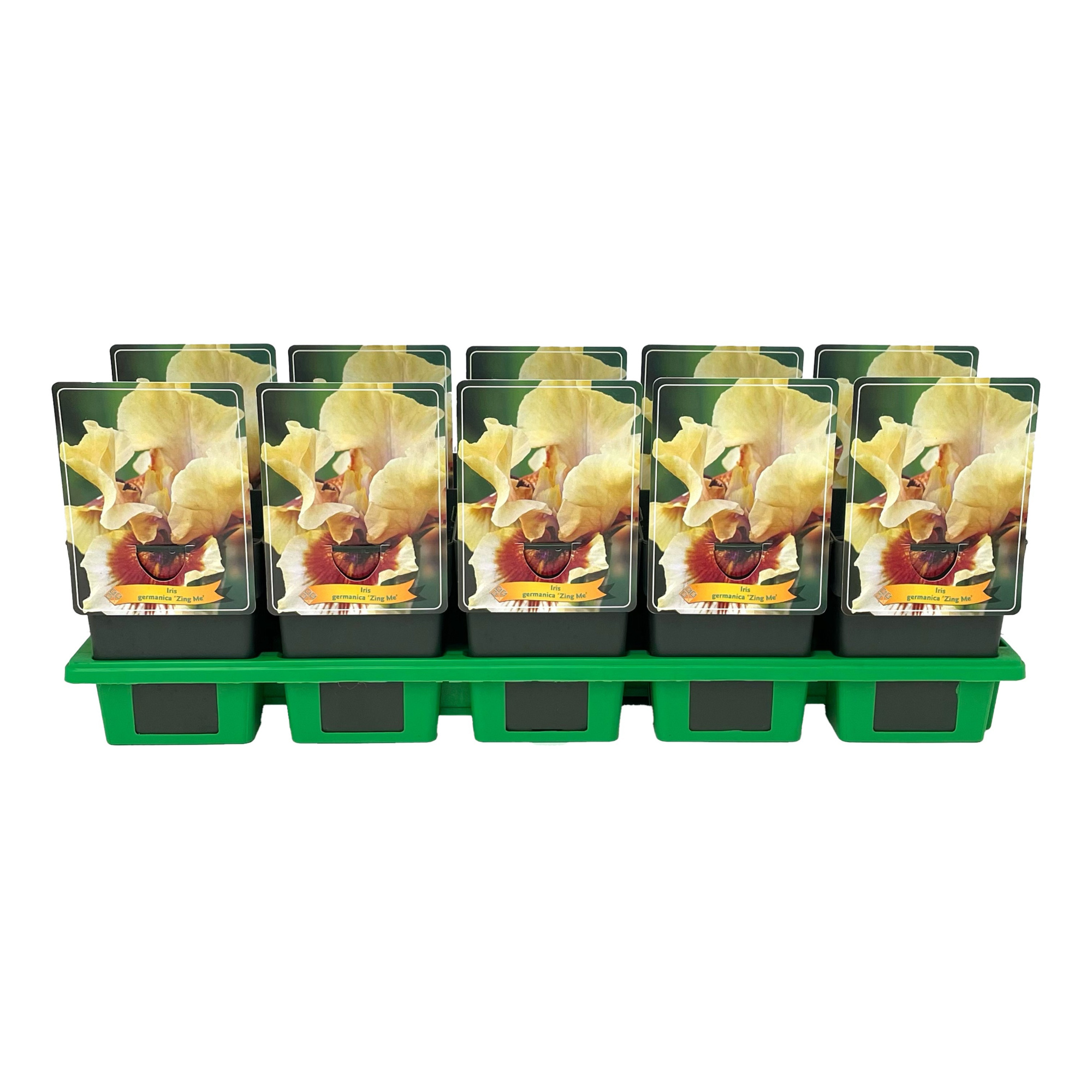 Iris germanica 'Zing Me' P11, D 11