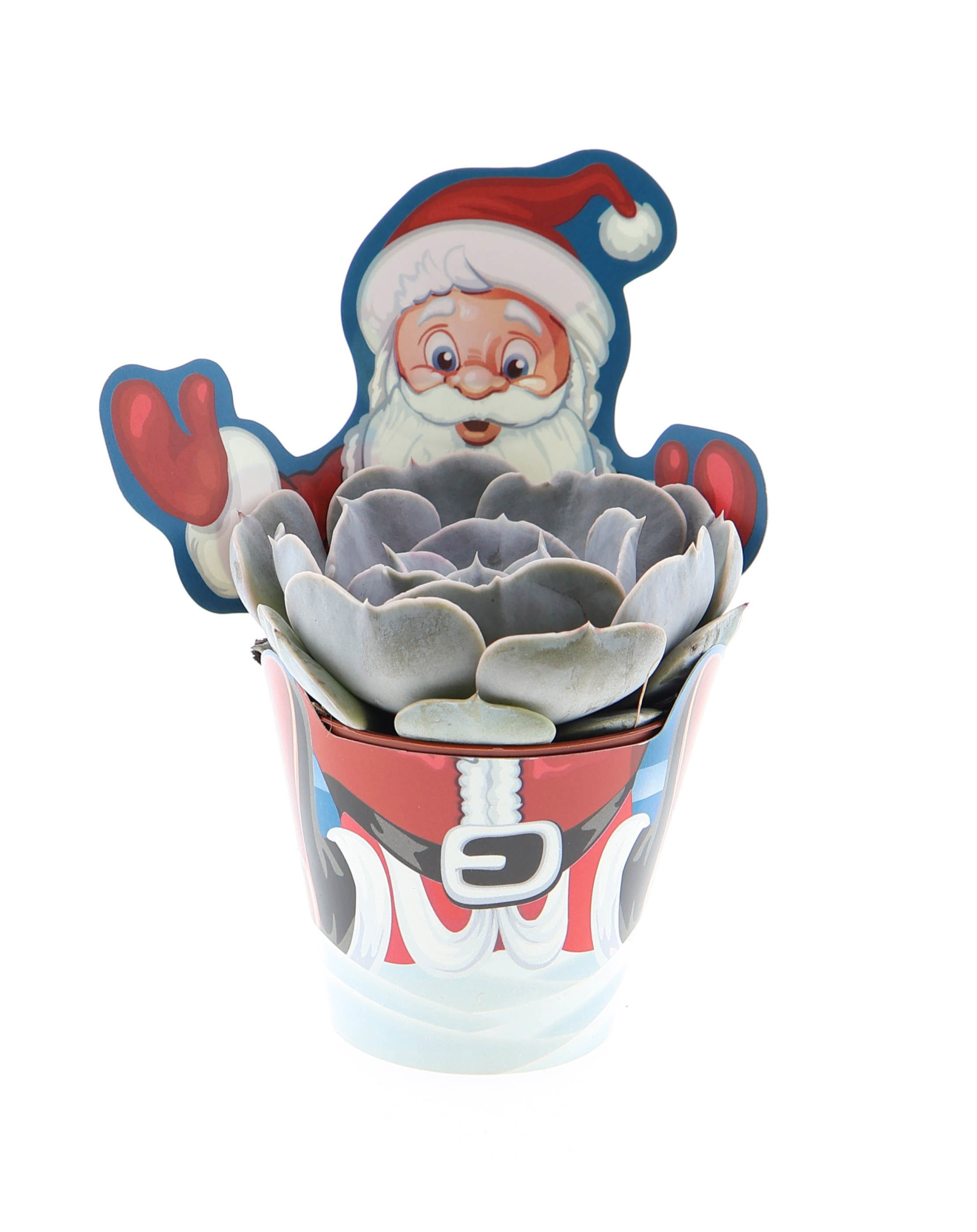 Potcover santaclaus echeveria mix, D 8,5