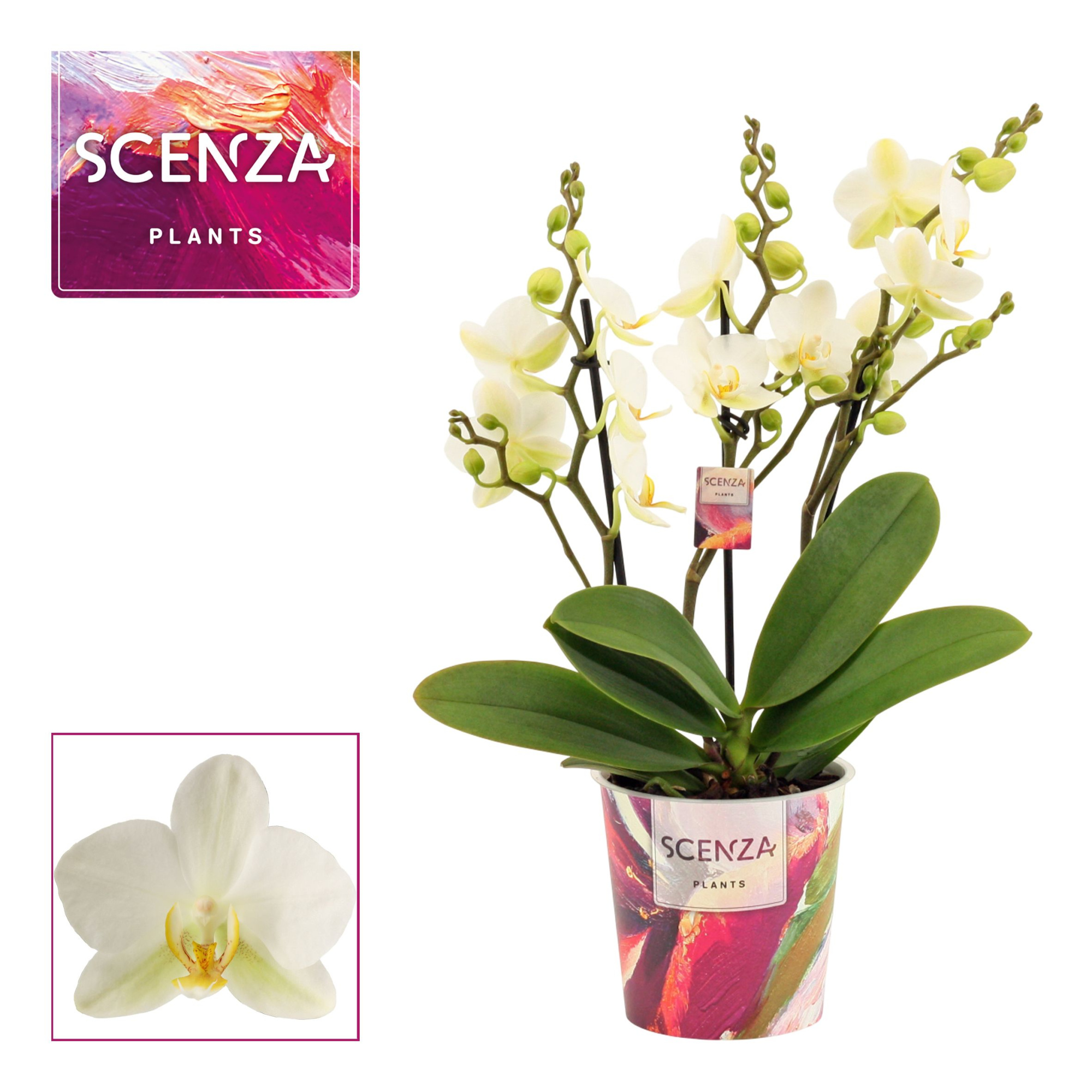 Phalaenopsis dazzling Lausanne 3-4 tak (Scenza), D 12
