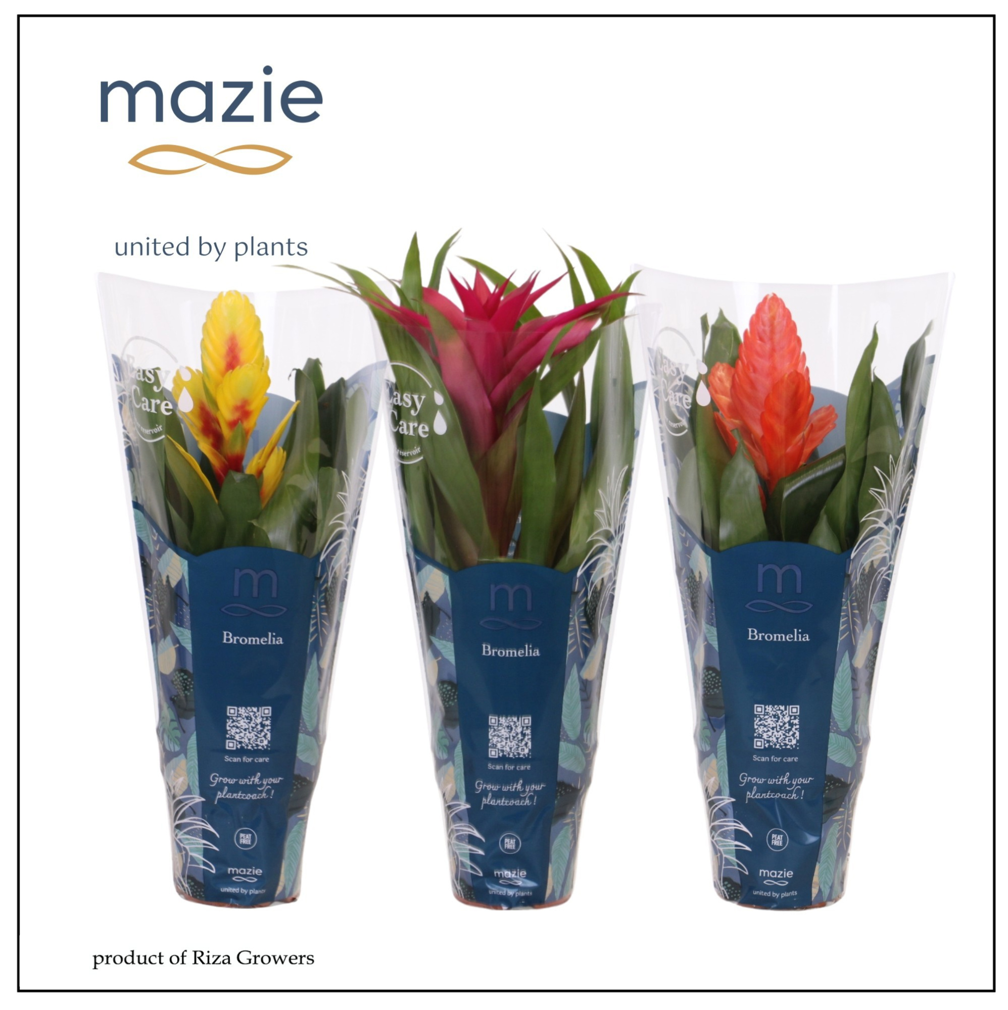 Bromelia Mix - 12 cm | Mazie, D 12