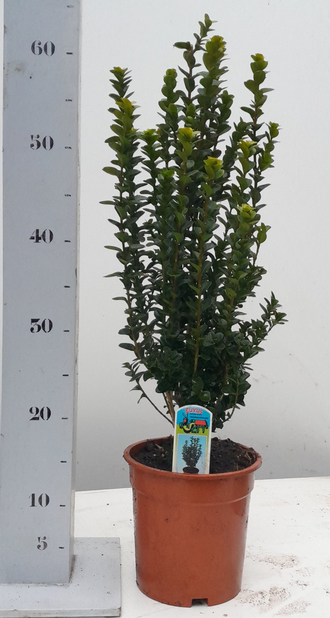 Buxus sempervirens 'Handsworthiensis' 40-50 struik, D 17