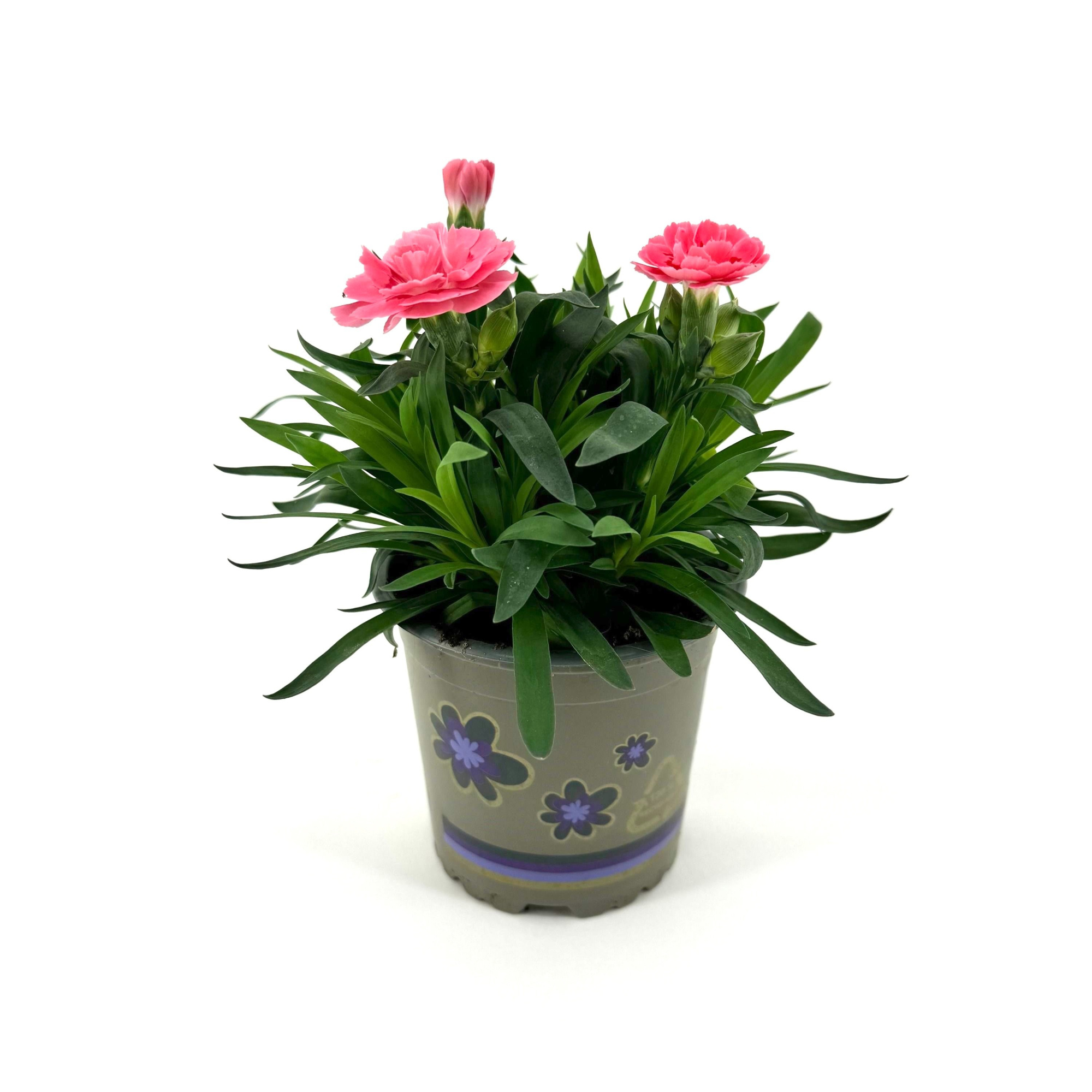 Dianthus 'Oscar' Pink, D 11