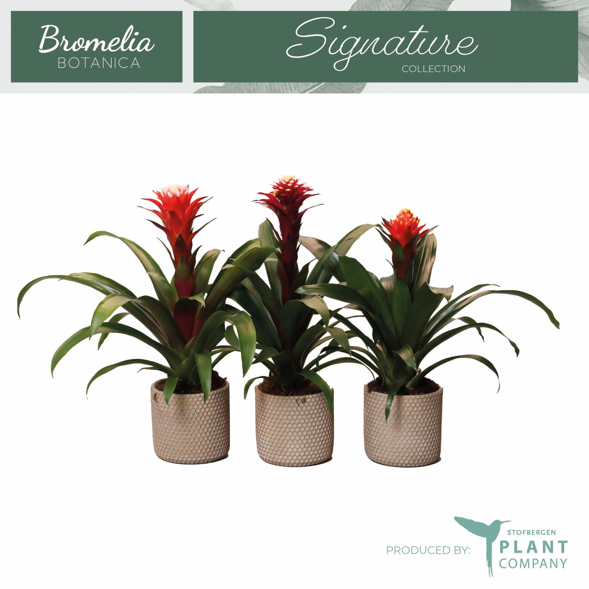 Fortuna mix in beton, D 12