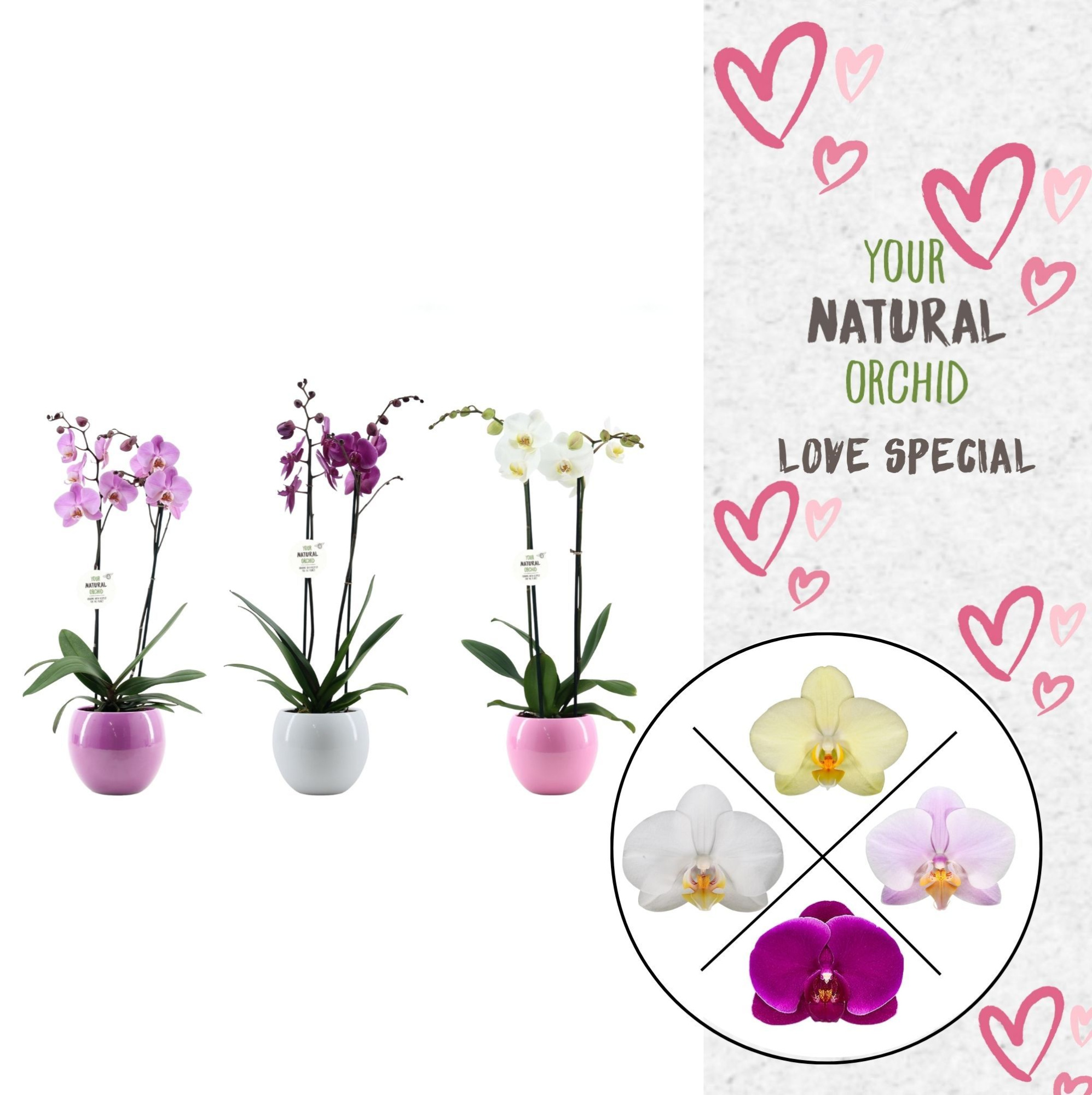 Phal. 2 spike Mix in Lisa keramiek, D 12