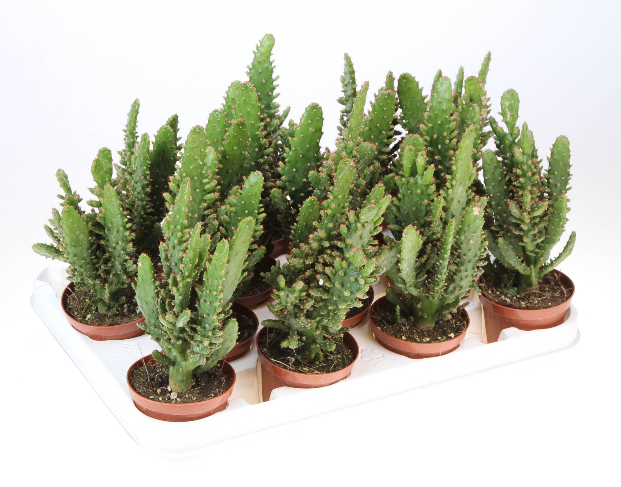 Opuntia Monacantha, D 8,5