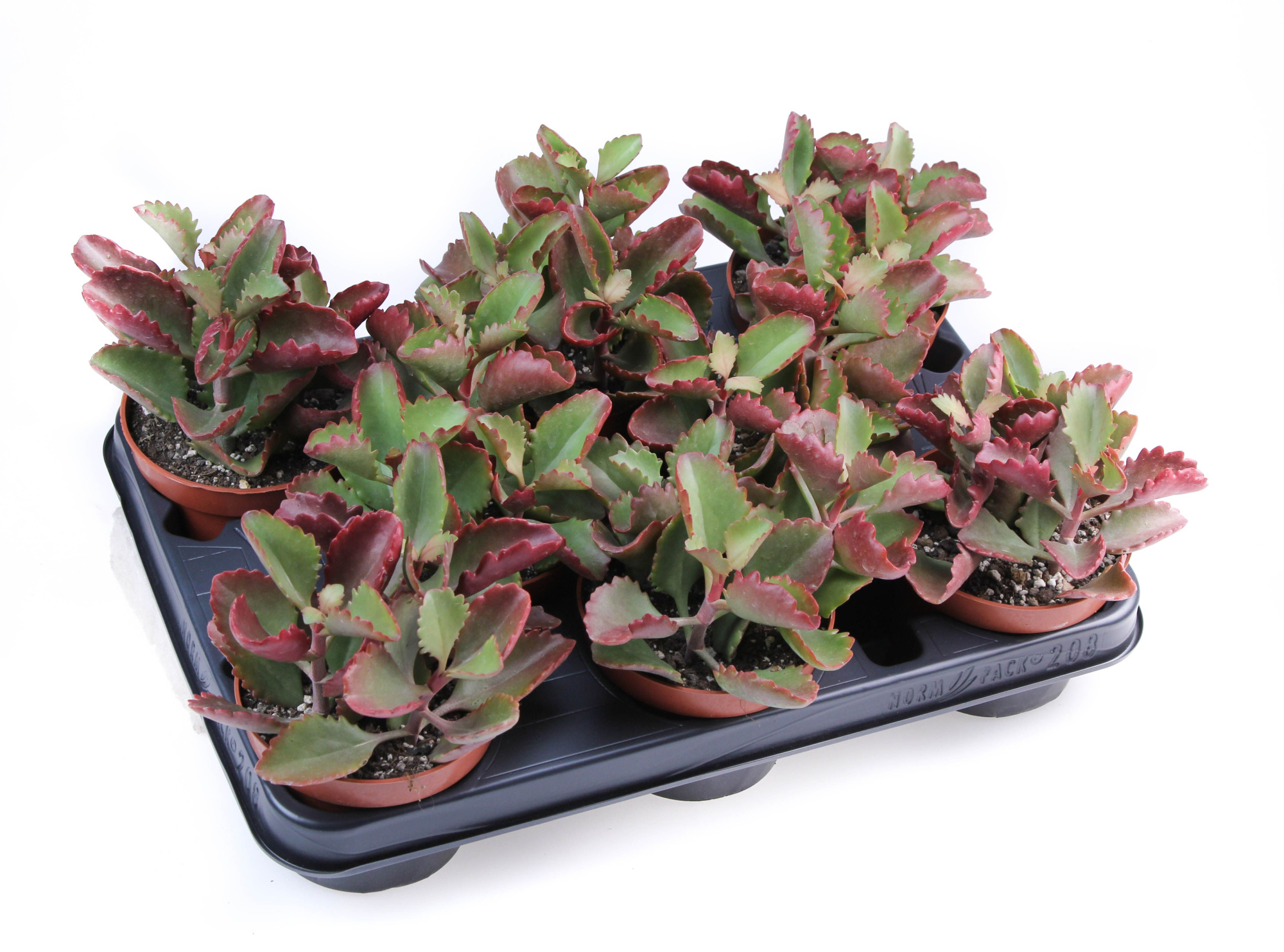 Kalanchoe Rubinea, D 10,5