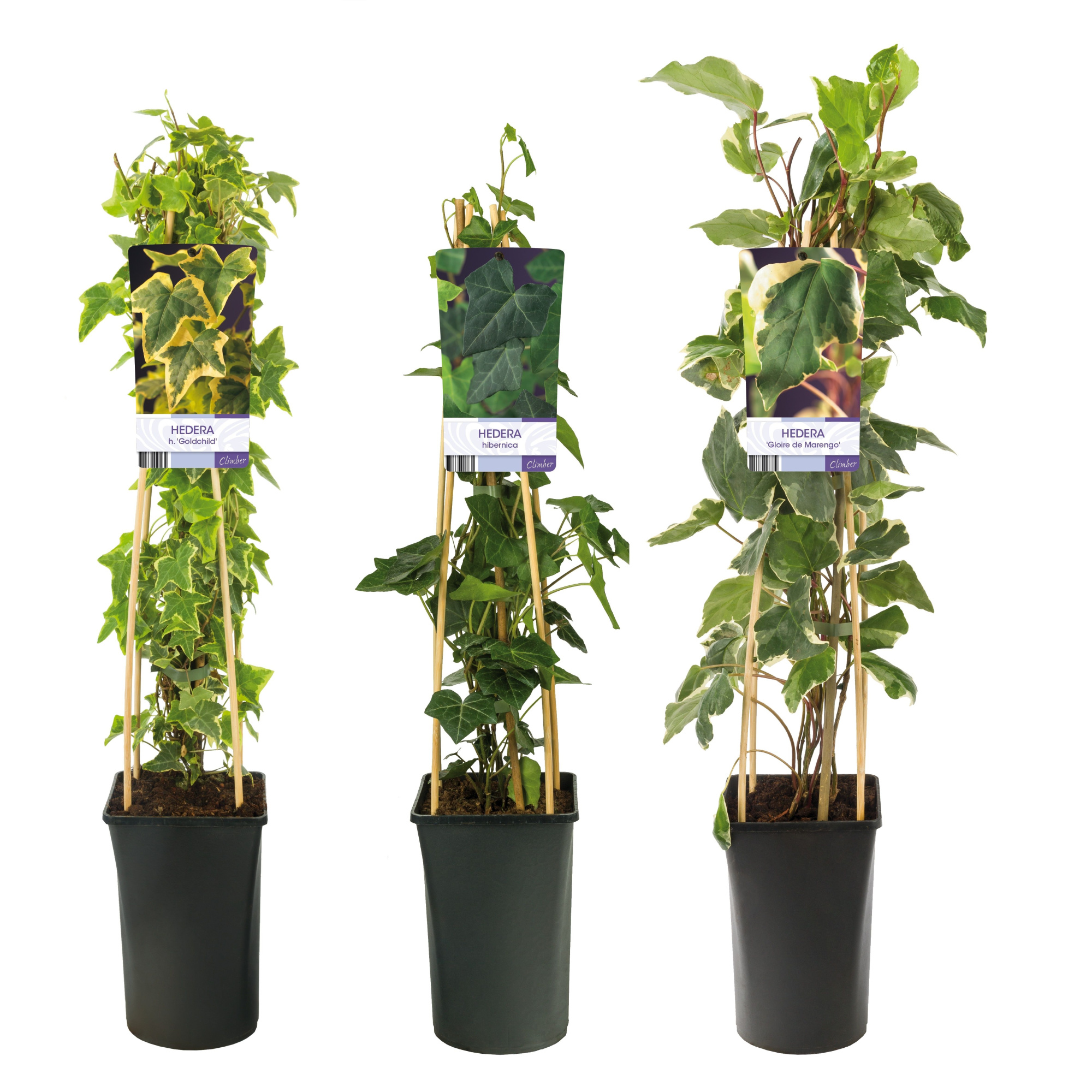 Mix CC Hedera +light label, D 17