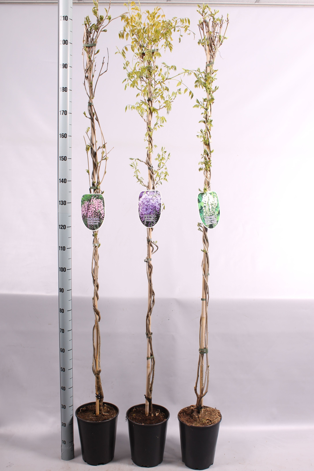 Wisteria overig, D 23