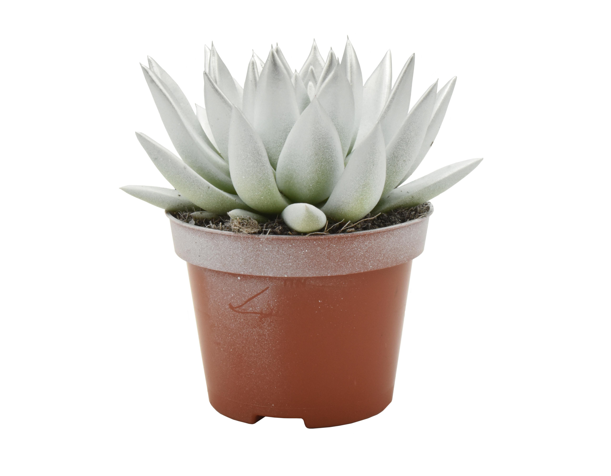 Miranda bicoloured white/silver, D 10,5