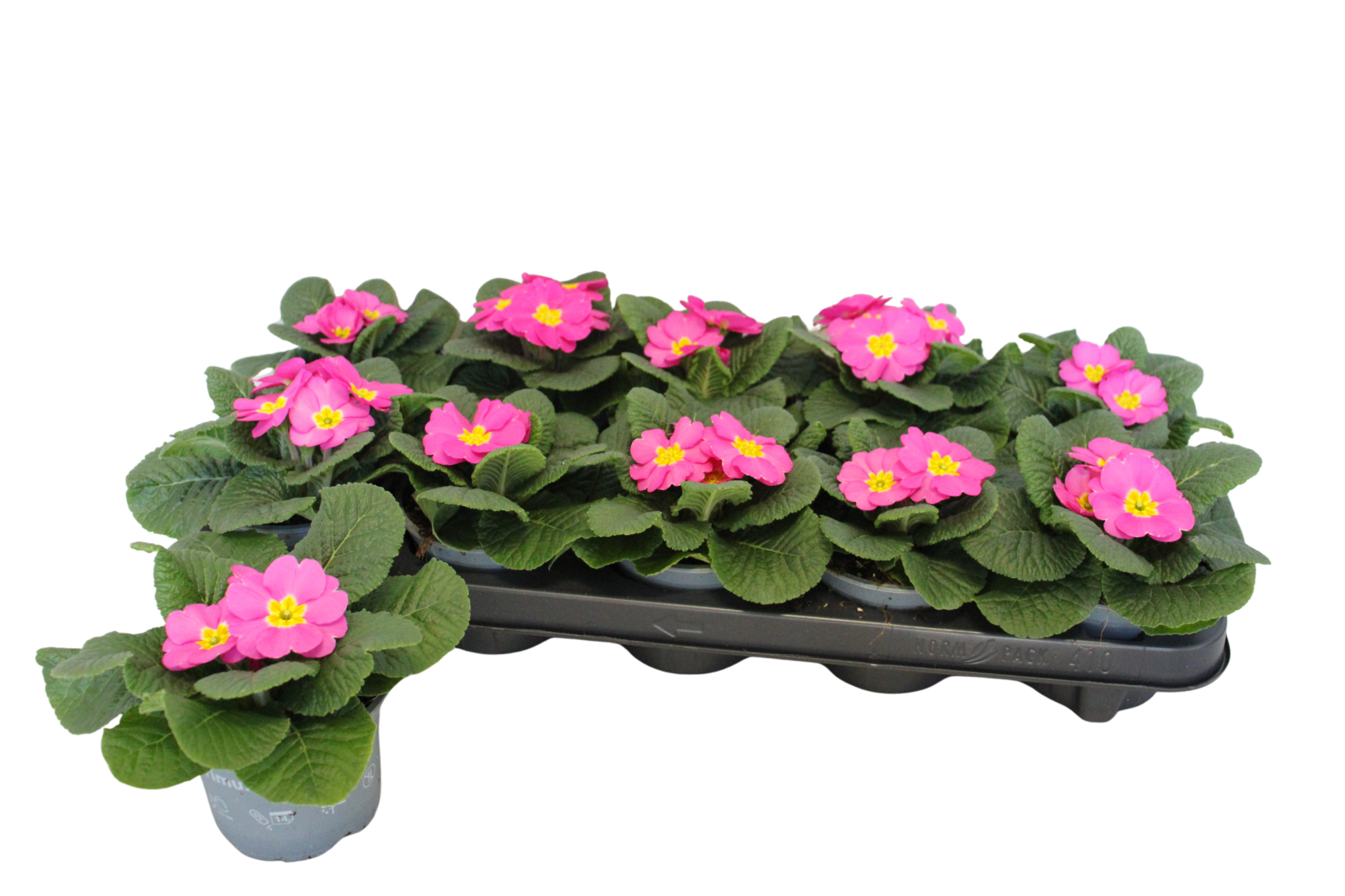 Primula acaulis Rose 10,5 cm, D 10,5