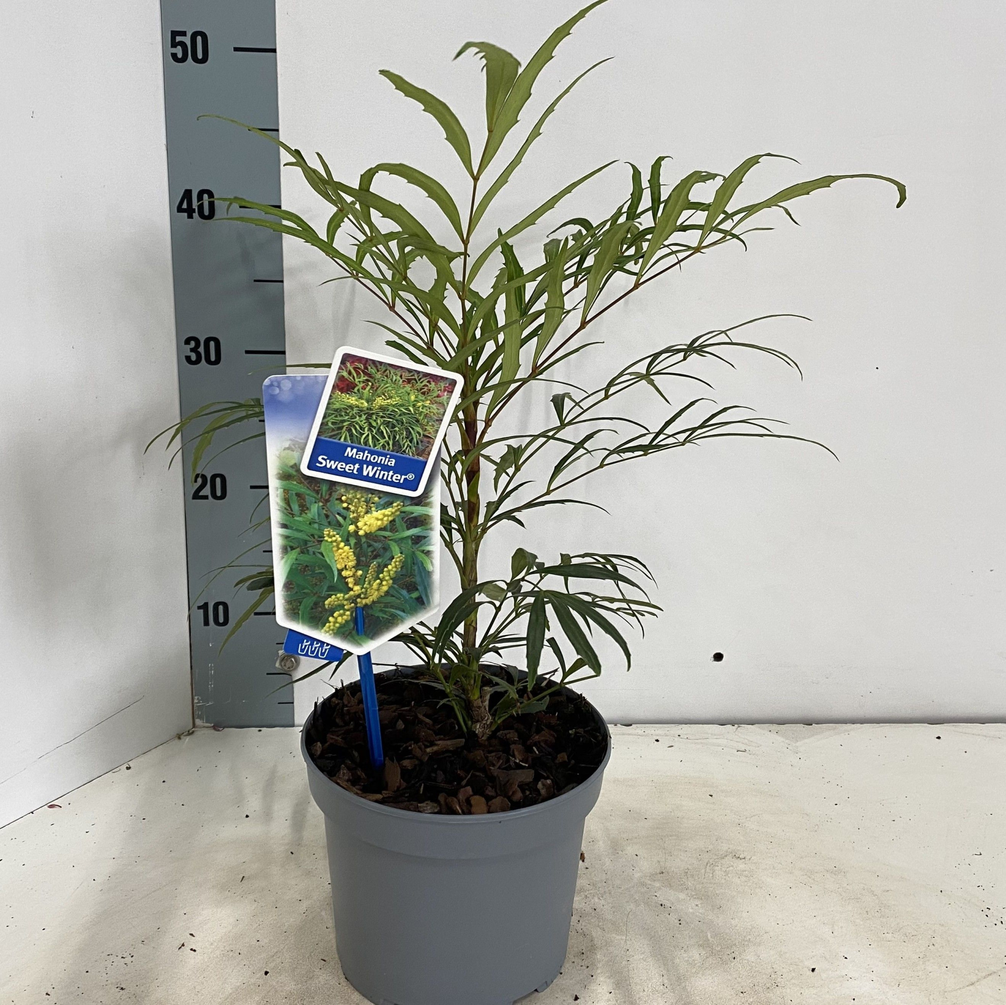 Mahonia Sweet Winter® ('Miniganpi'PBR), D 17