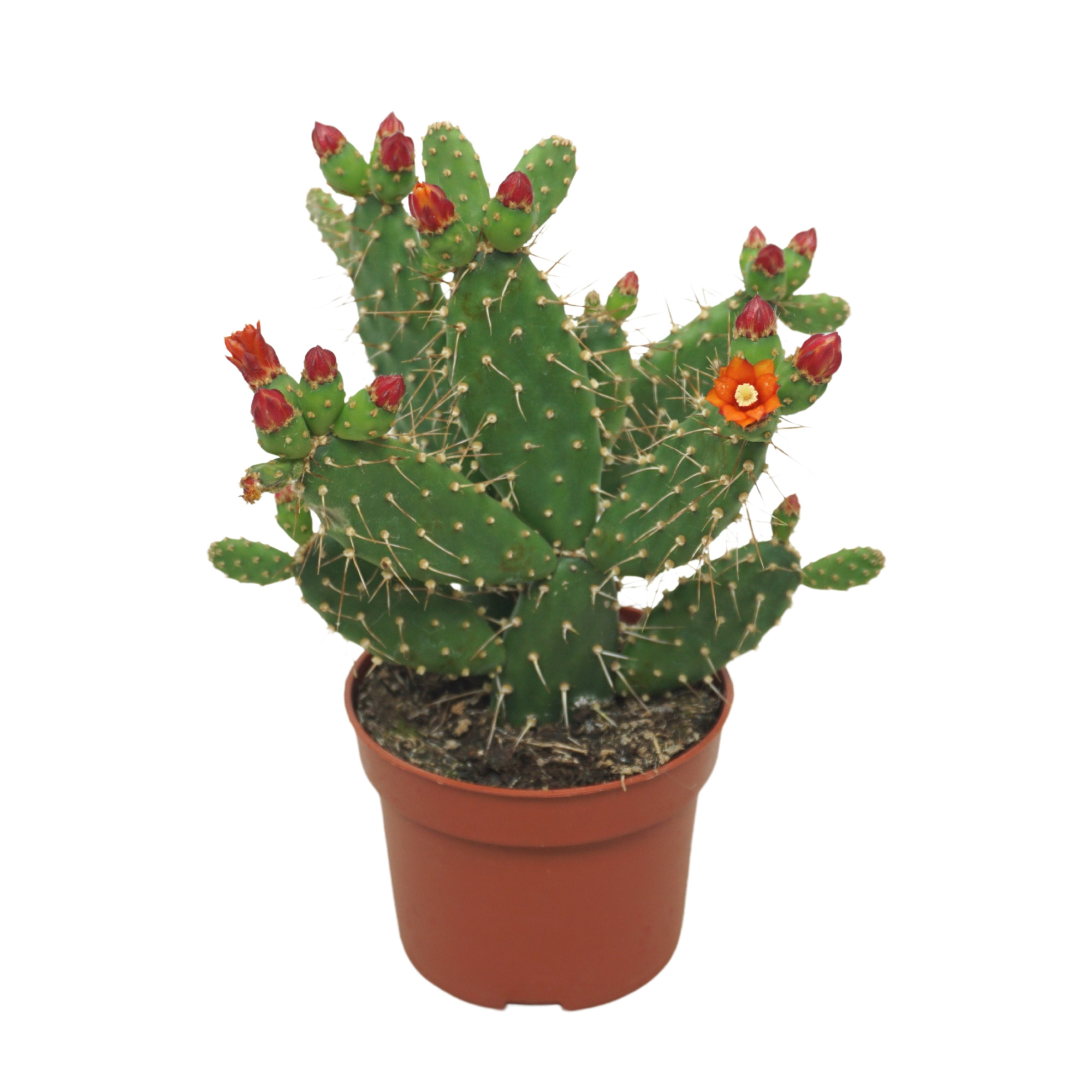 Opuntia quitensis bloeiend 10,5 cm, D 10,5