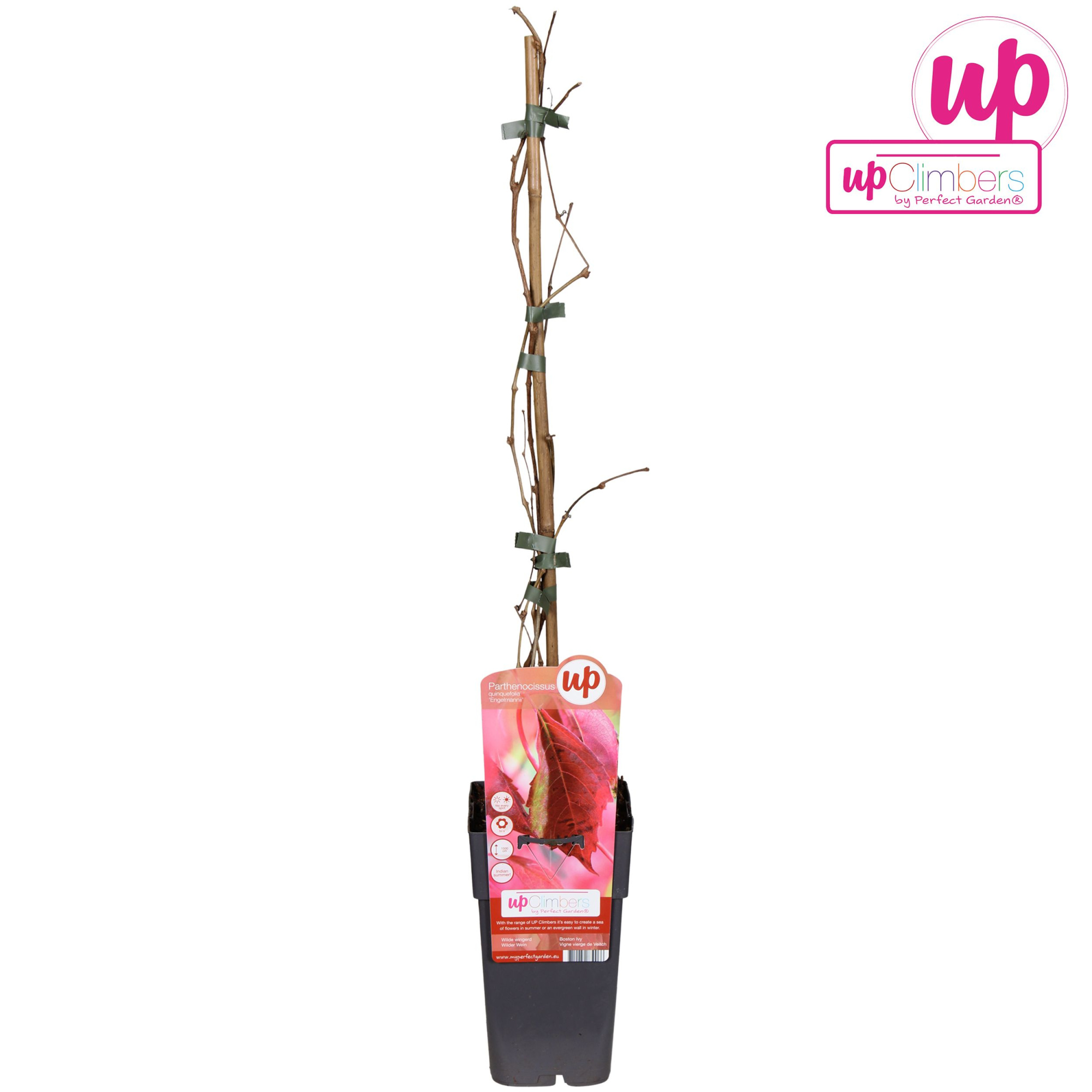 Parthenocissus q. var. Engelmannii P15, D 15