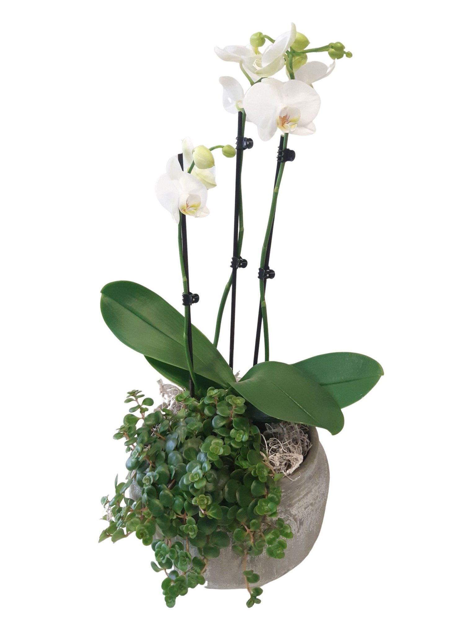 RGB24PHCM Rude Bowl Grey Phal + Sedum Tornado Curly Moss Deco, D 24