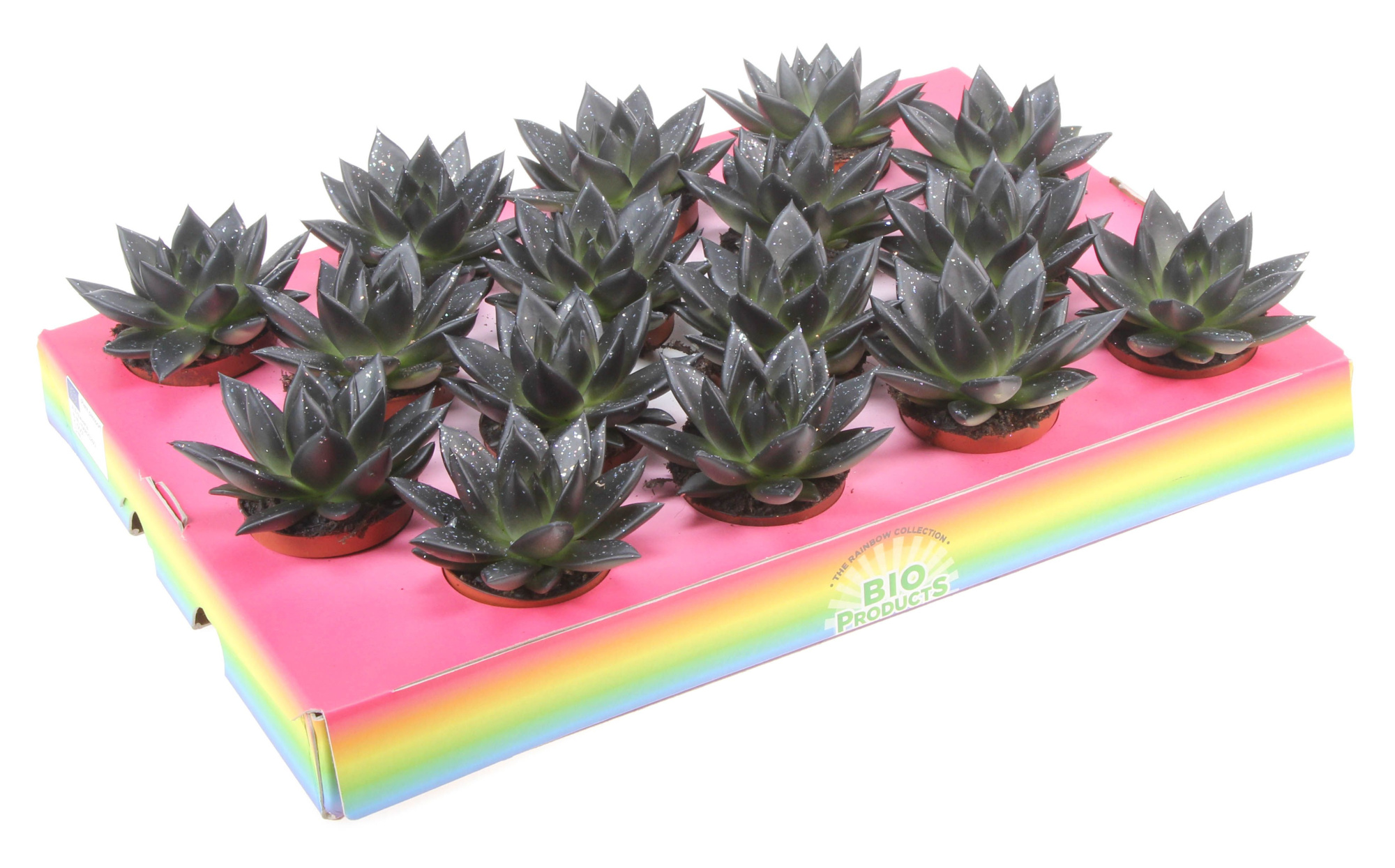 Bio miranda black glitter, D 6