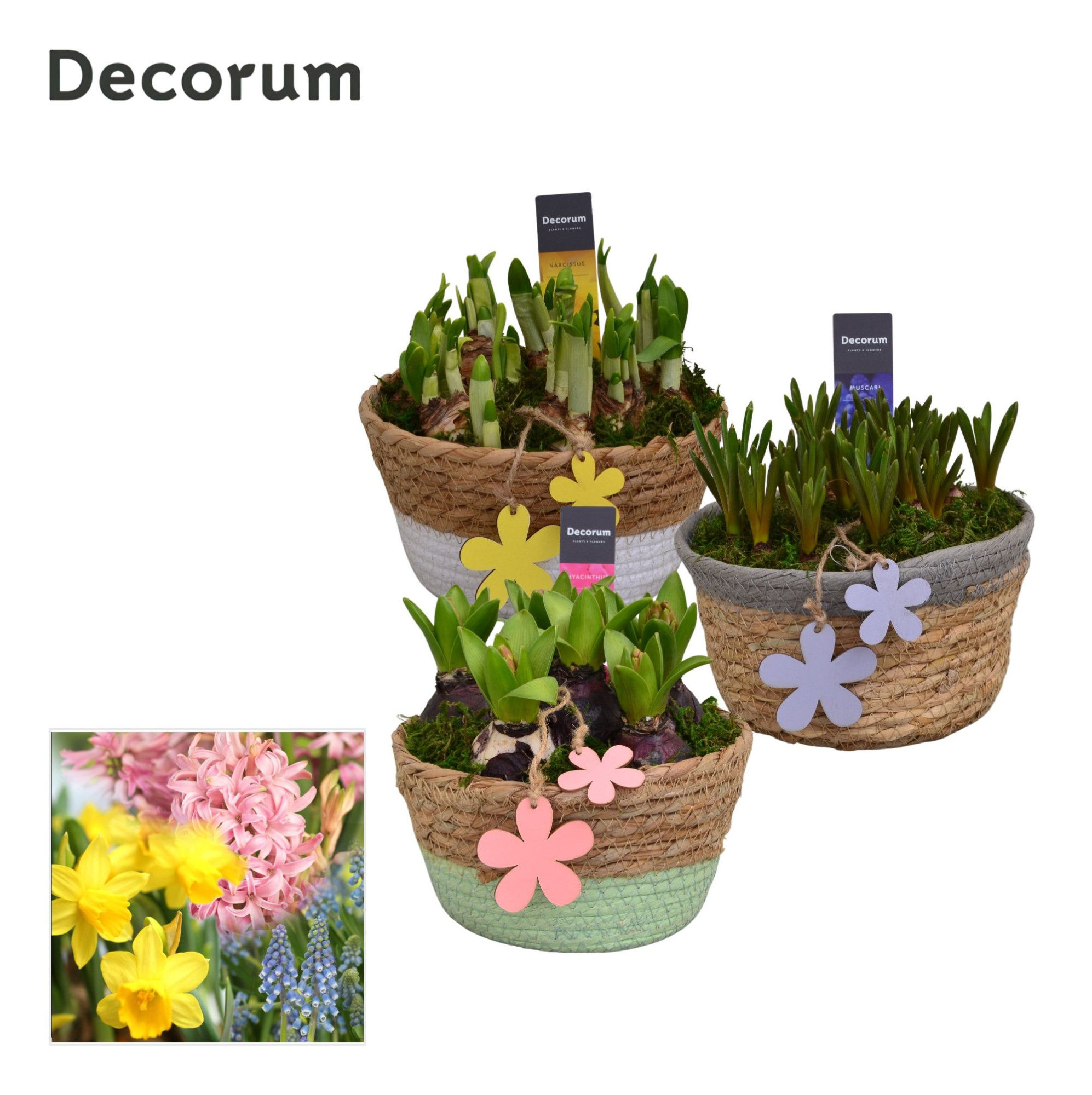 Bollenmix Urban schaal HL10913B, D 17