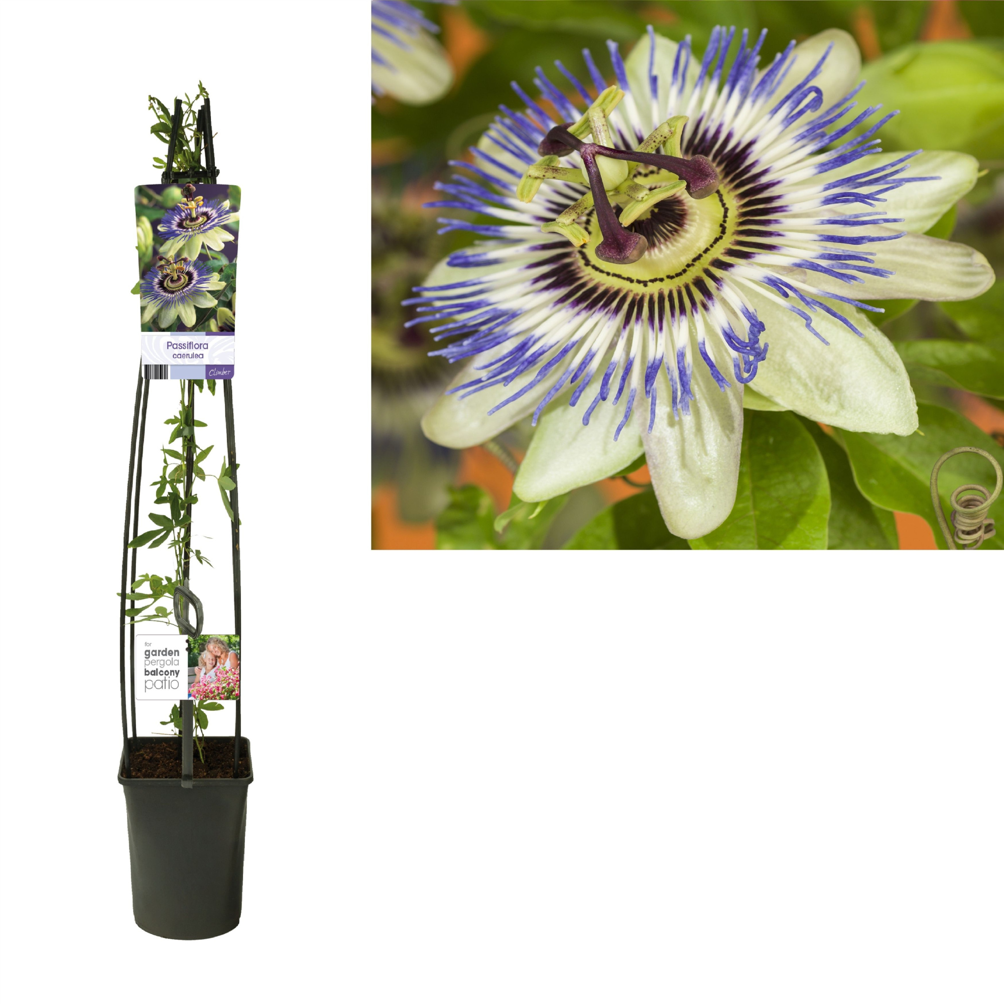 Passiflora caerulea +light label, D 23
