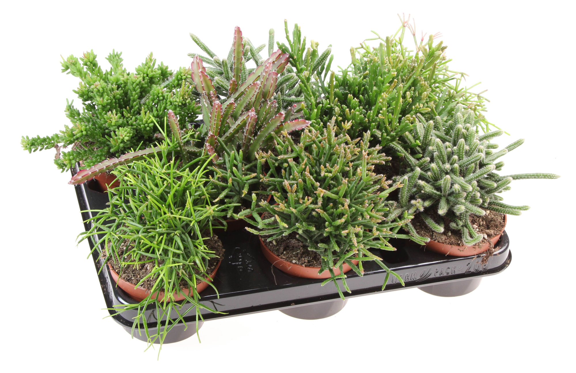 Rhipsalis mix, D 10,5