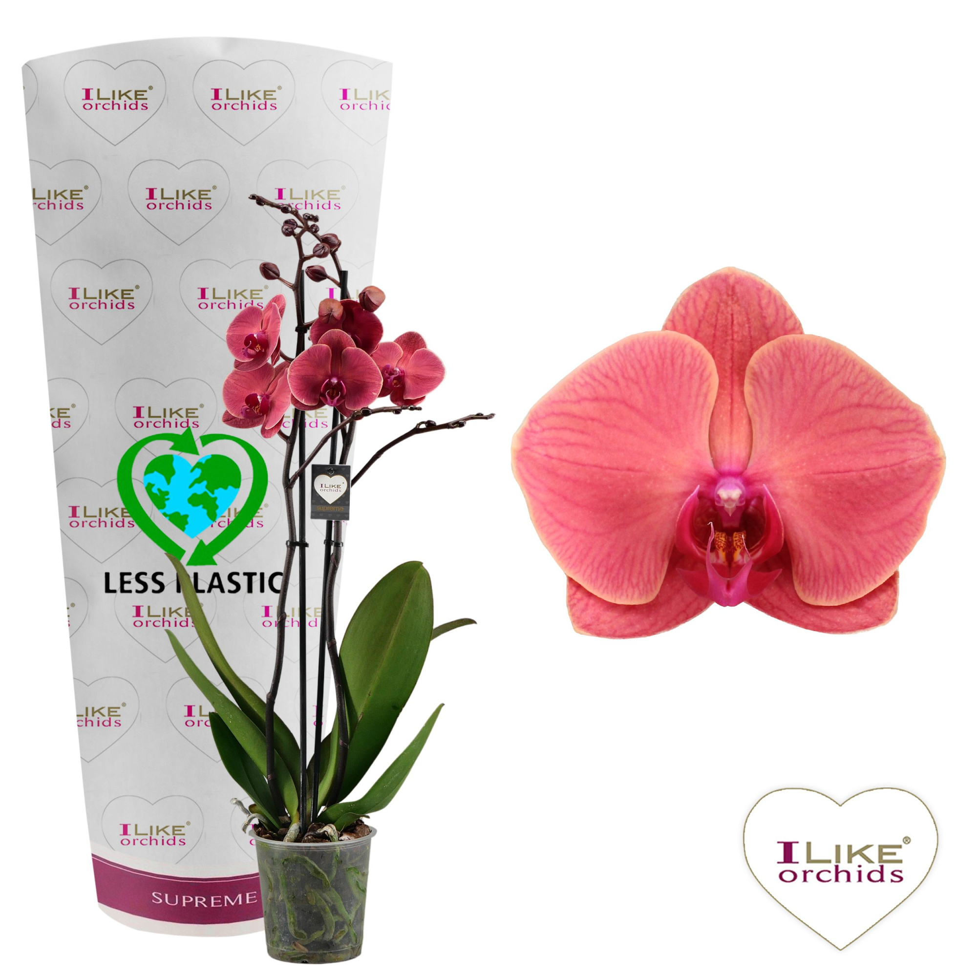 Phalaenopsis Asian Coral - 2 tak 70cm (Less Plastic), D 12