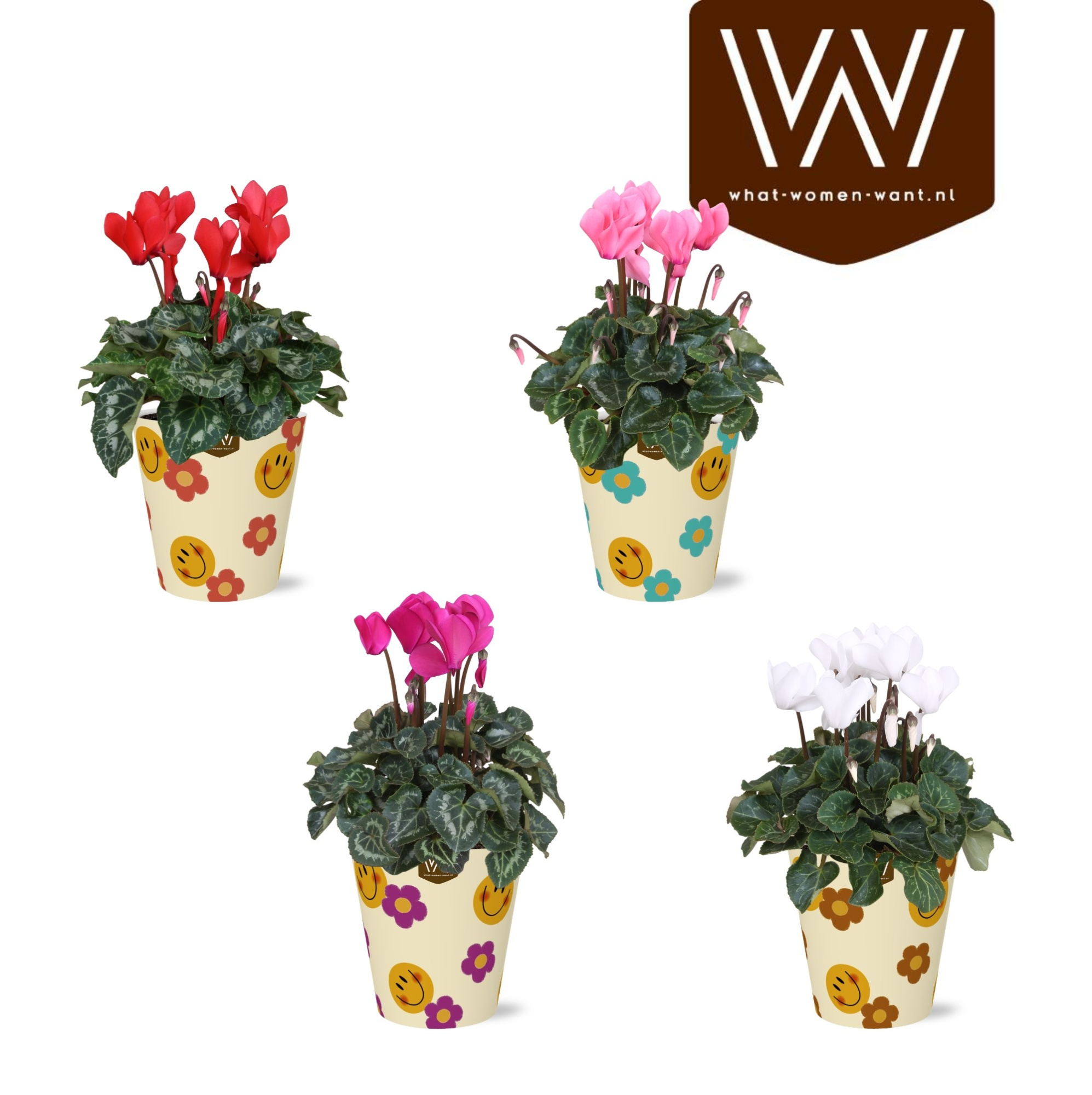 Collectie 'Fruity Blend ' Cyclaam in smartcup Smiley, D 12