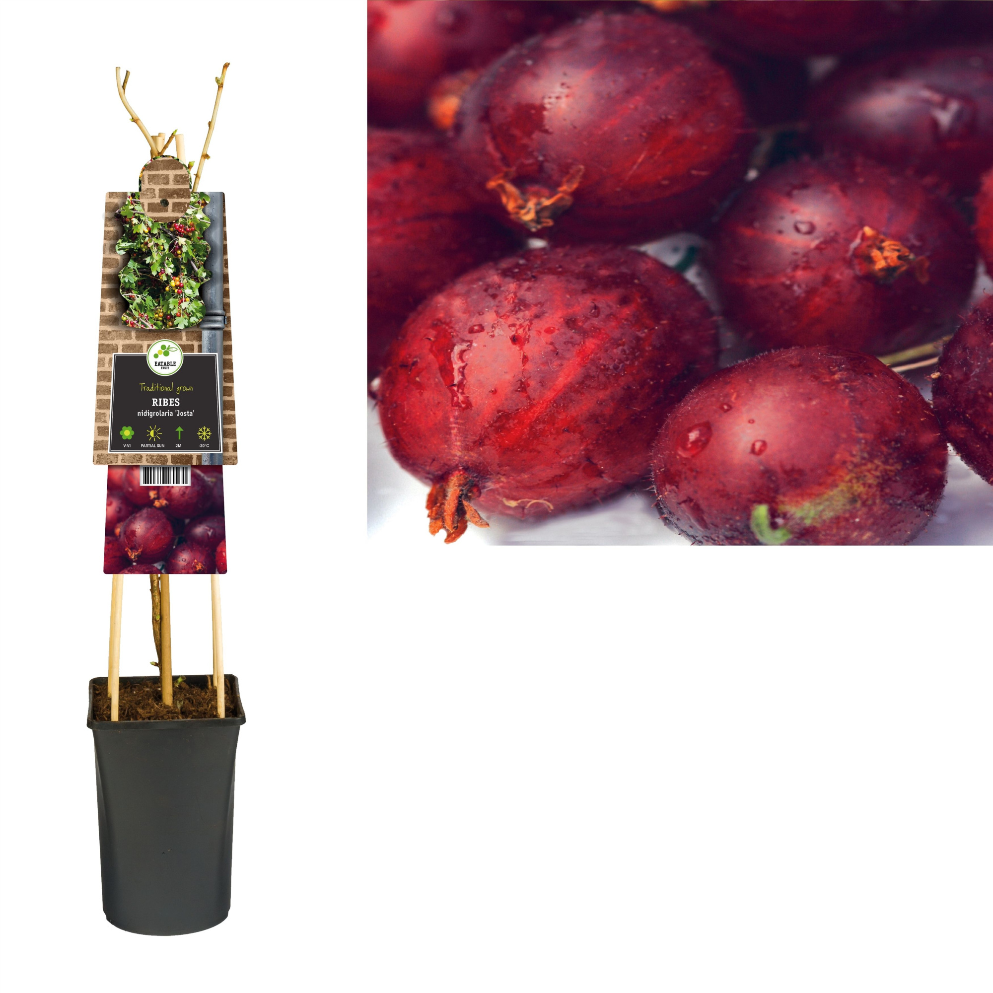 Ribes nidigrolaria 'Josta' +3.0 label, D 17