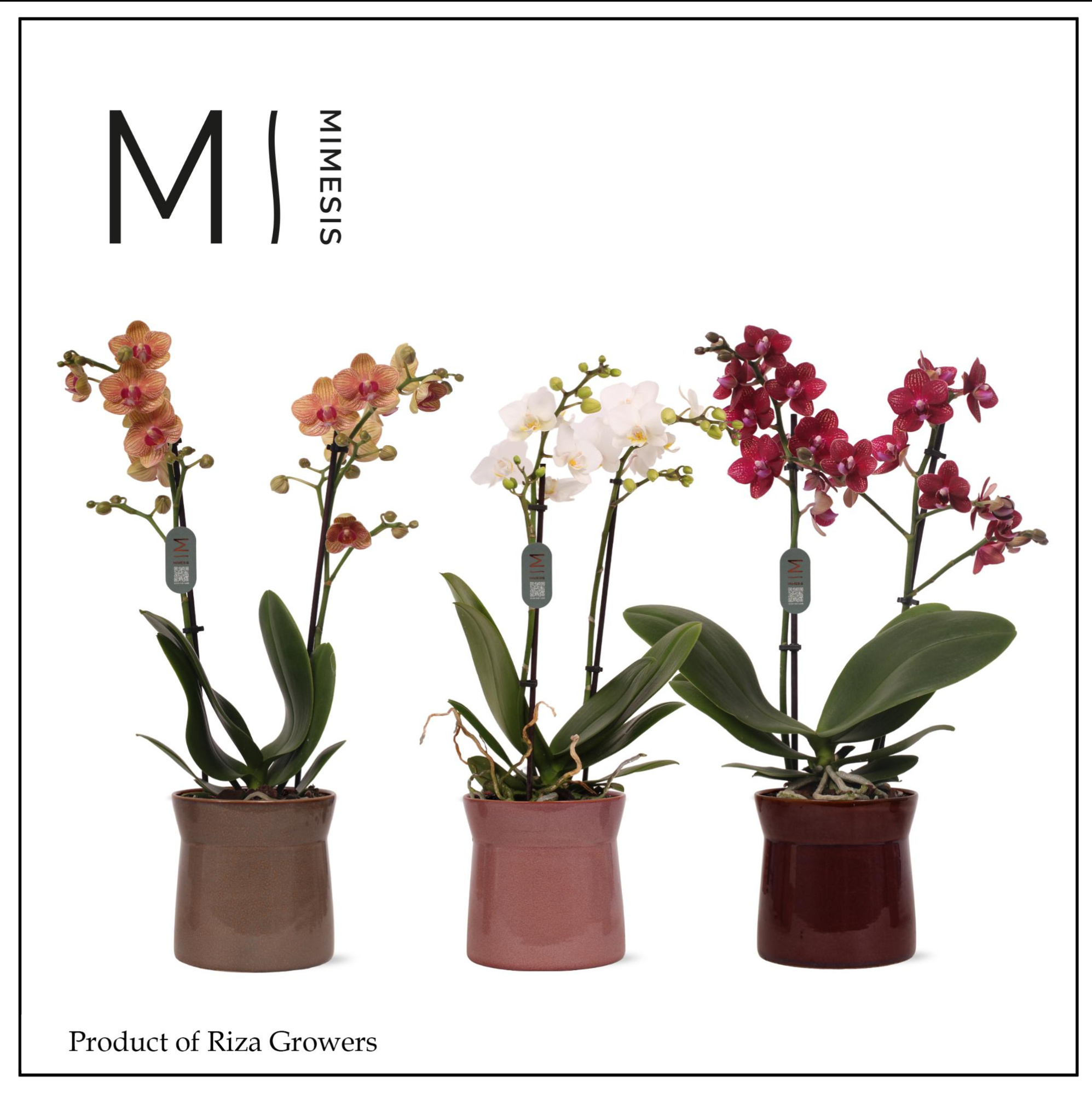 Phalaenopsis Multi Mix 2 spike – 12cm in Elise | Mimesis, D 12