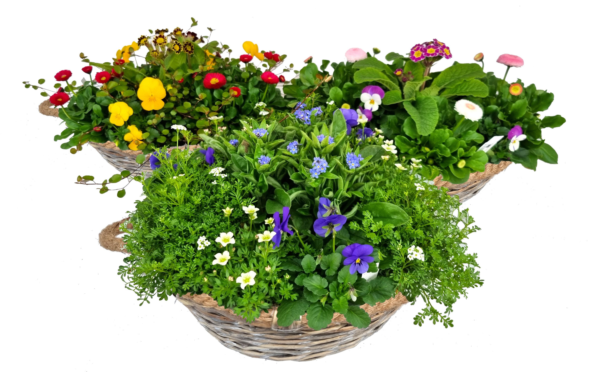 VM338-602 voorjaarsmix schaal wilg touw, D 33