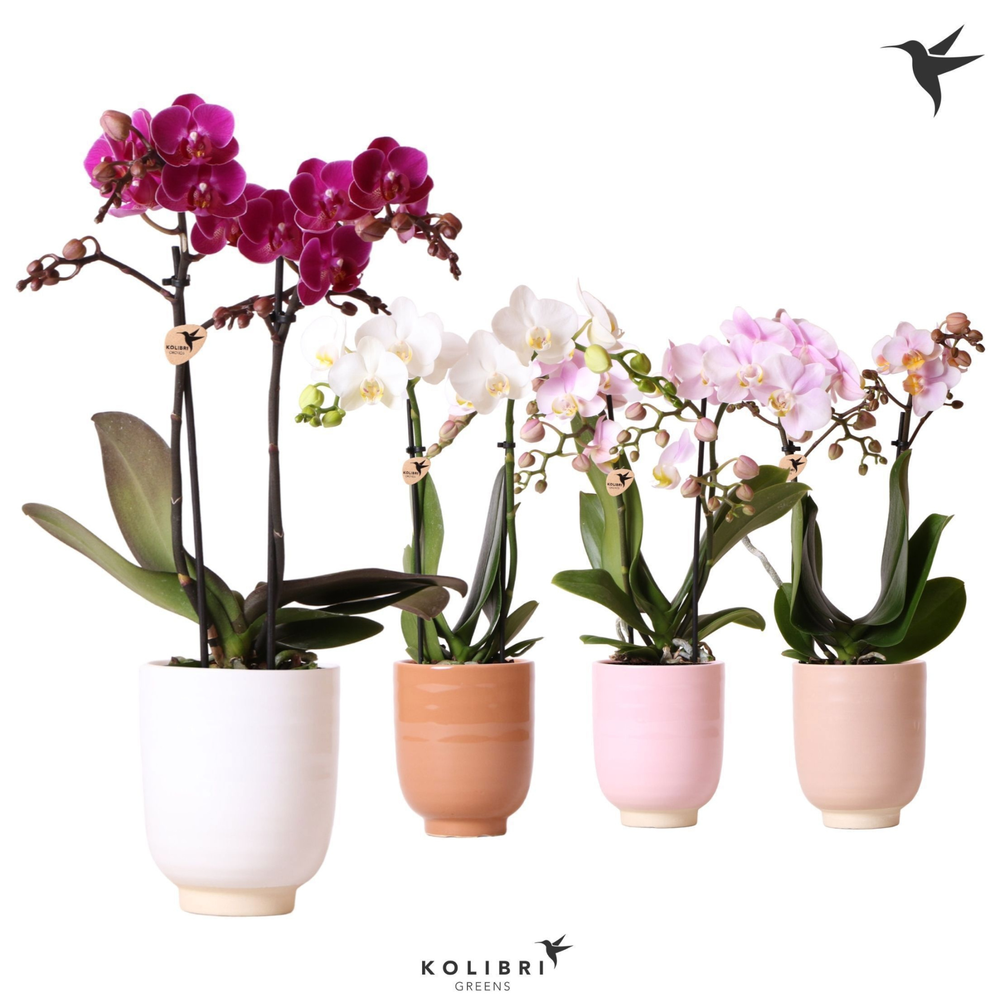 Kolibri Orchids Phalaenopsis mix 2 spike in Glazed pot mix, D 9