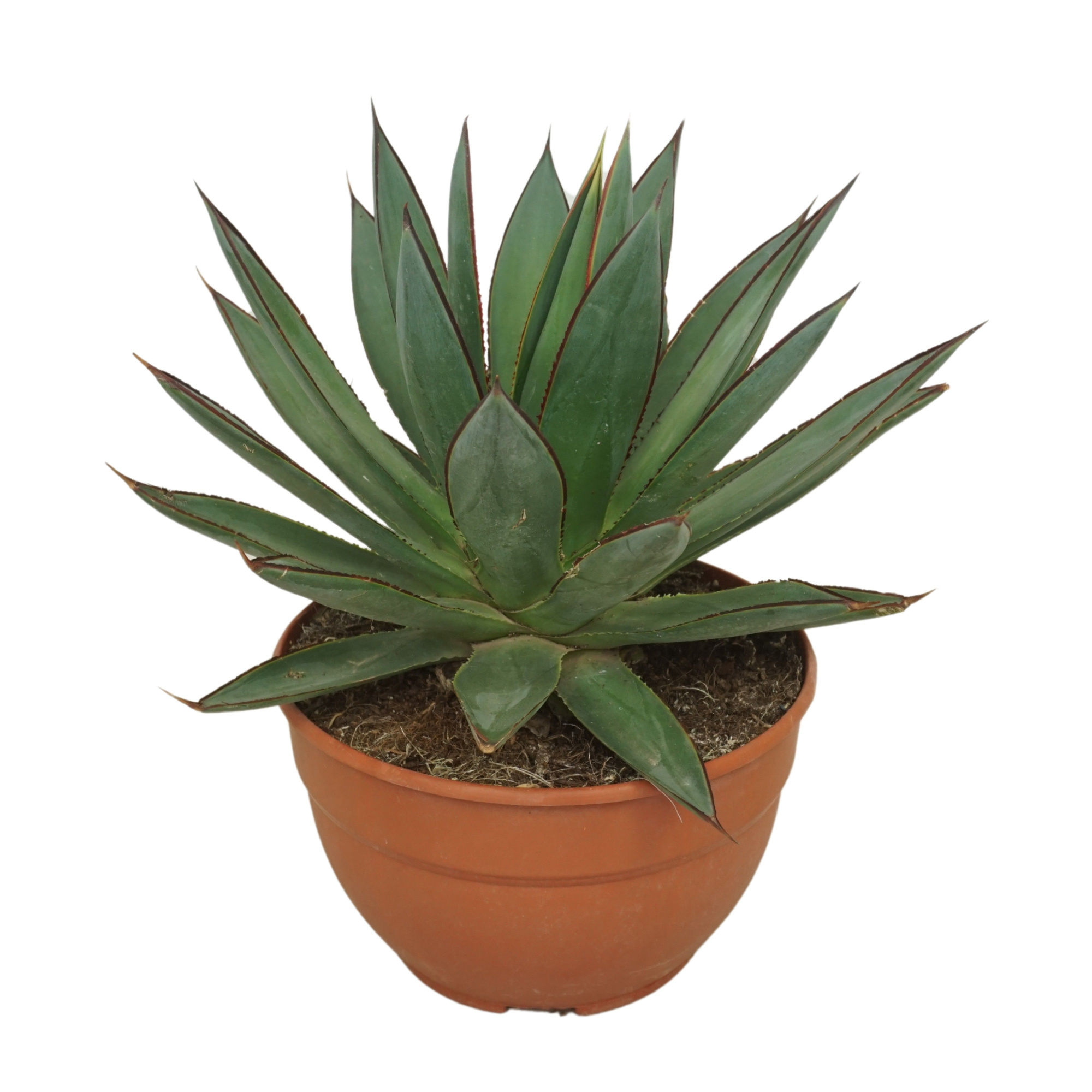 Agave 'Red edge' 20 cm, D 20