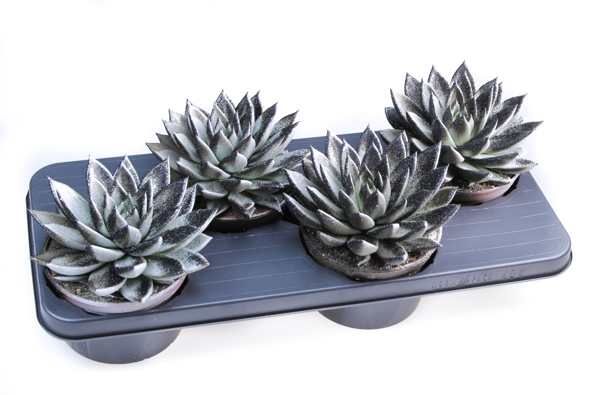 Miranda black&white + bio glitter, D 15