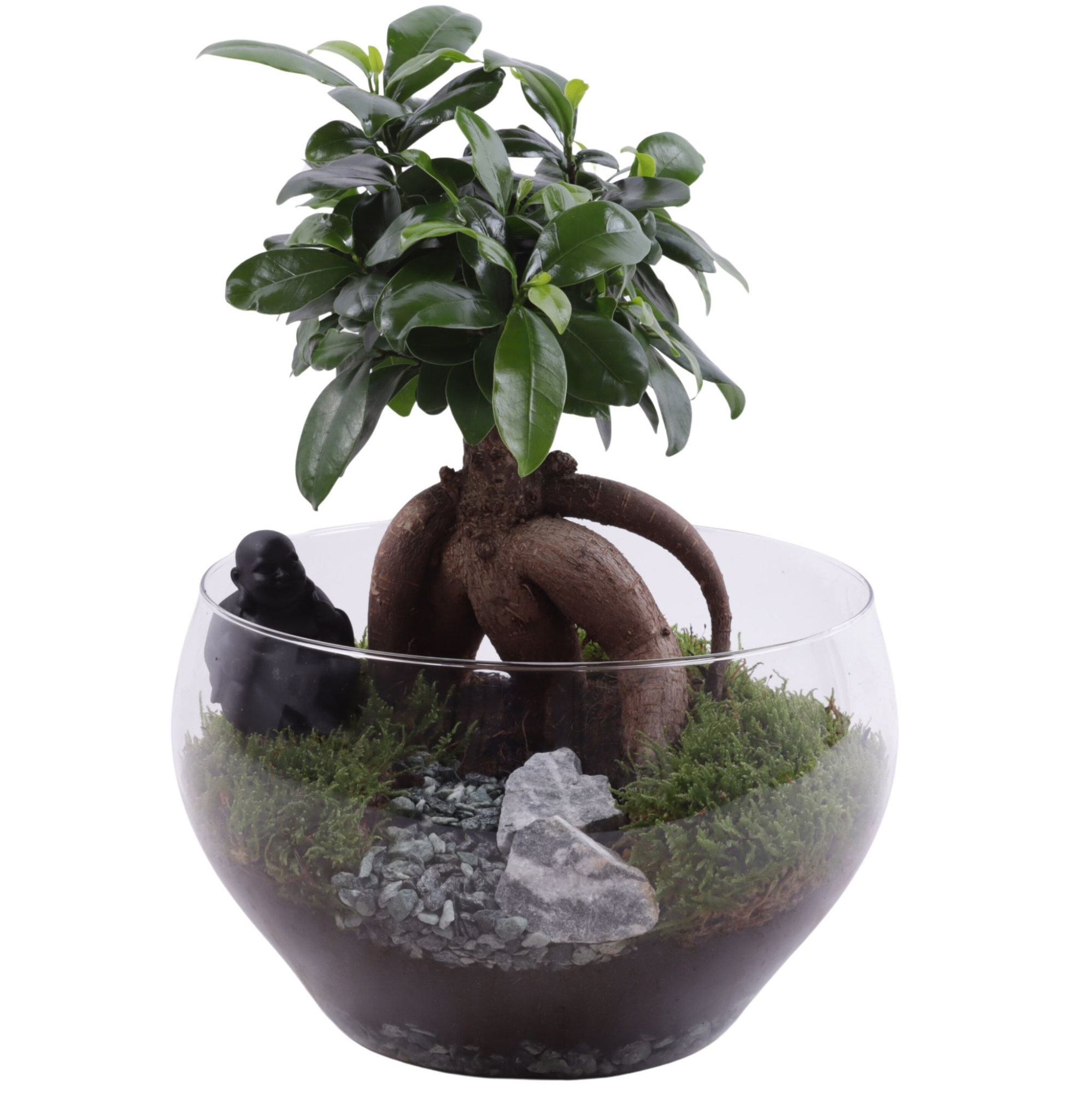 Ficus m. Ginseng Ø12cm in Glass Bowl Rounded Ø25cm, D 25
