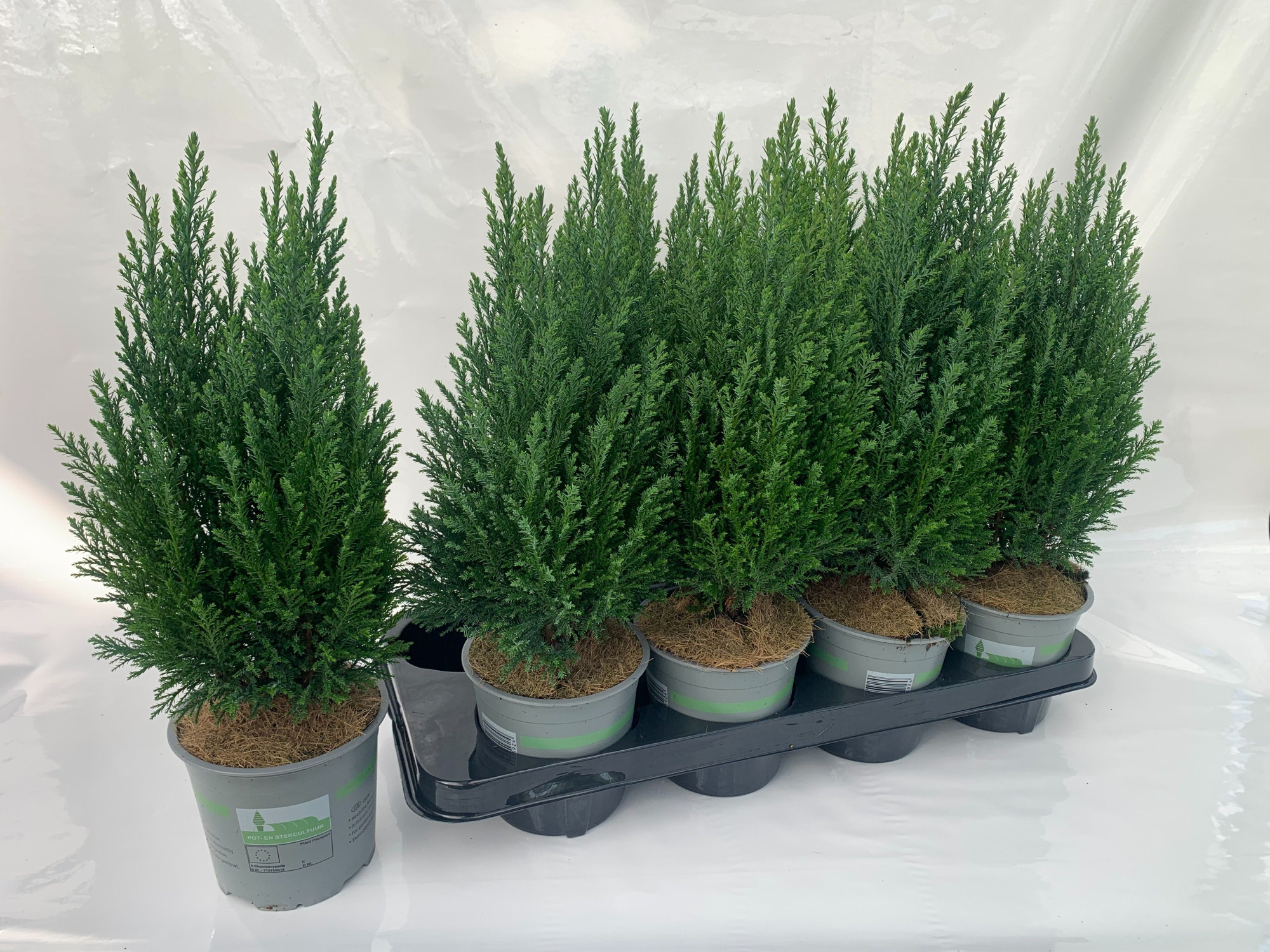 Cham. laws Ellwoodii, D 13